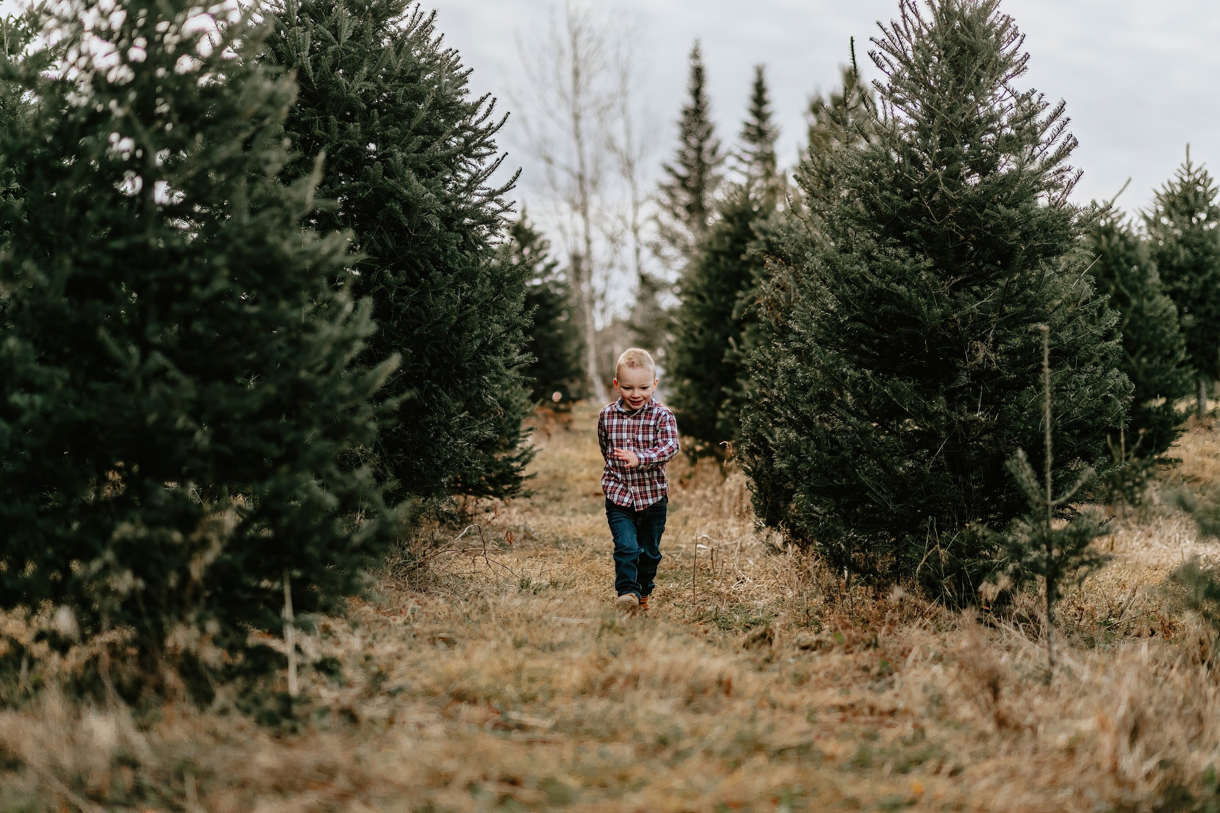 Young boy walking through a Christmas tree farm