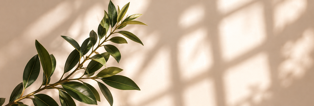 Sunlit olive branch with soft window shadows