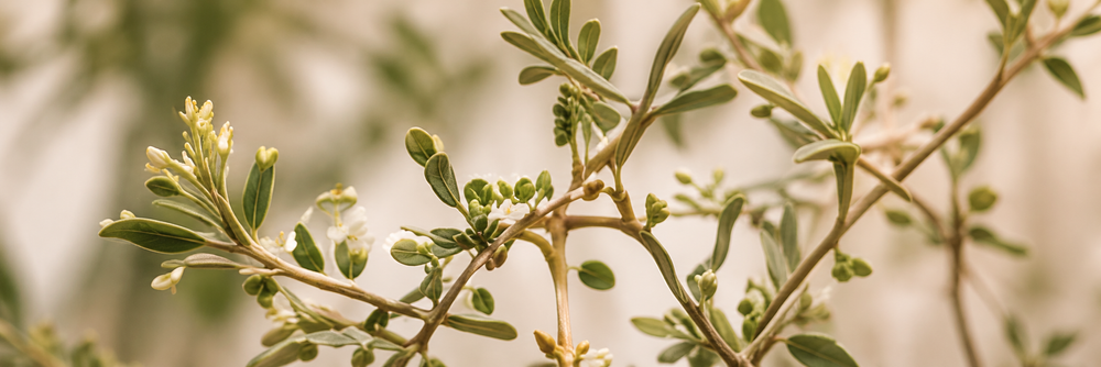 Delicate blossoms on olive branches