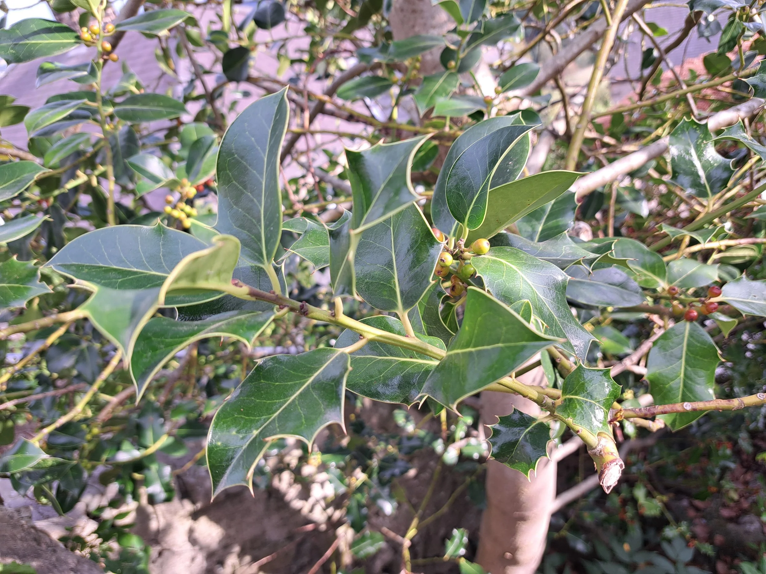The message of the holly