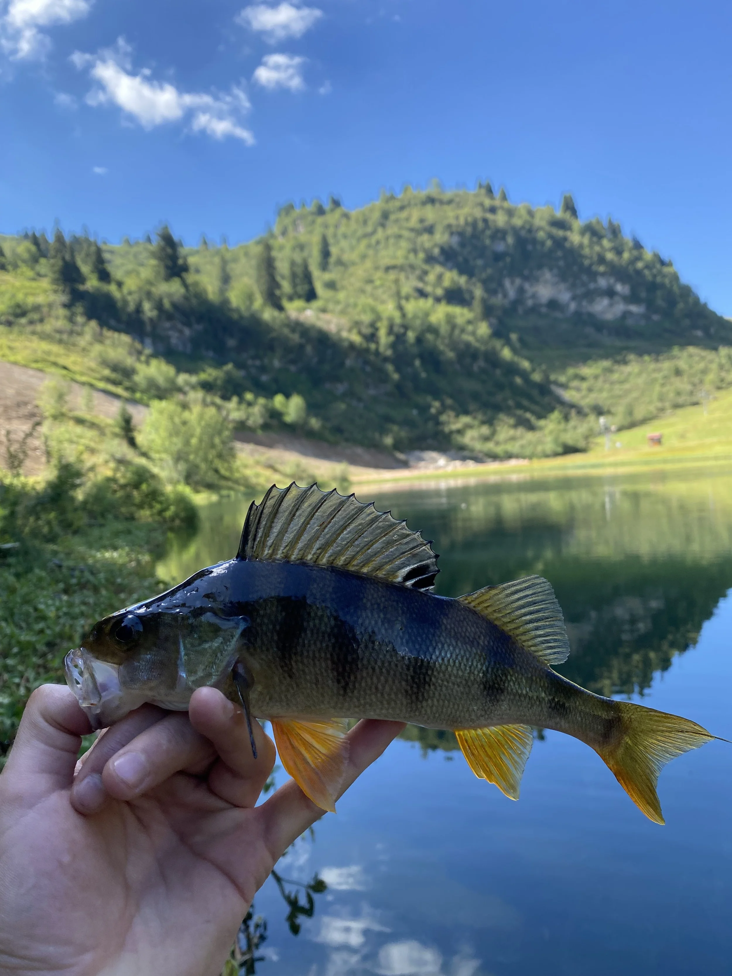 Une perche pêchée dans un lac en Suisse Romande
