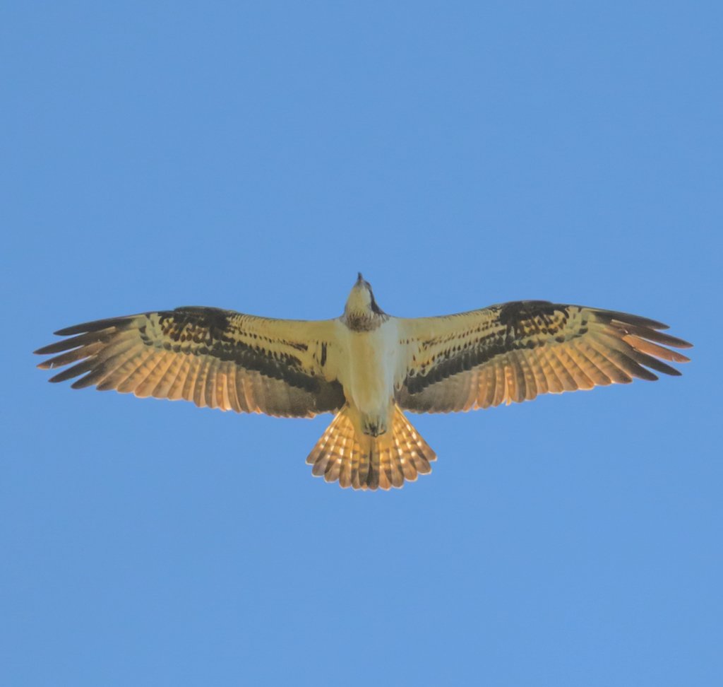 Osprey (wild)