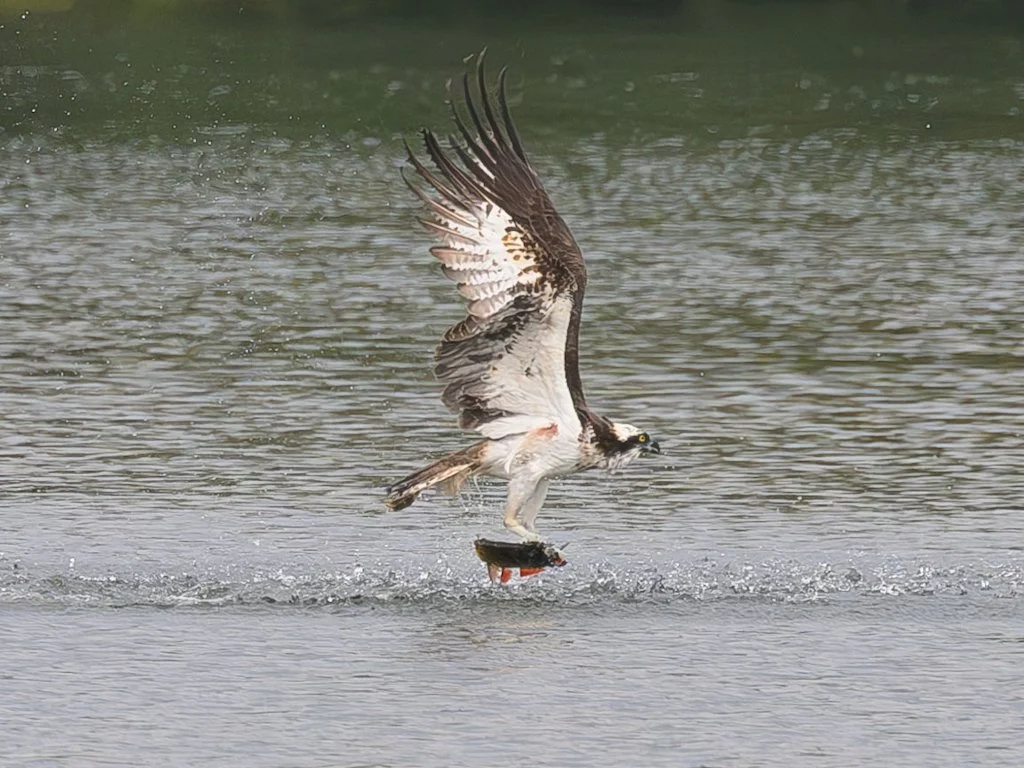 Osprey (wild)