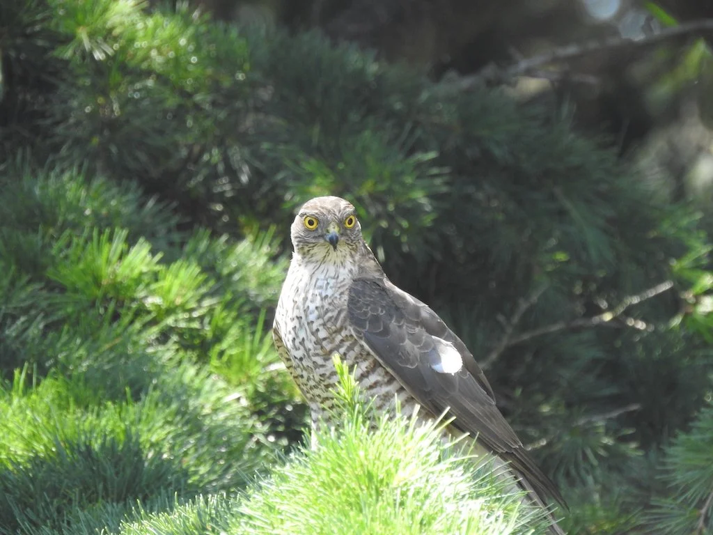 Juvenile Sparrowhawk (wild)
