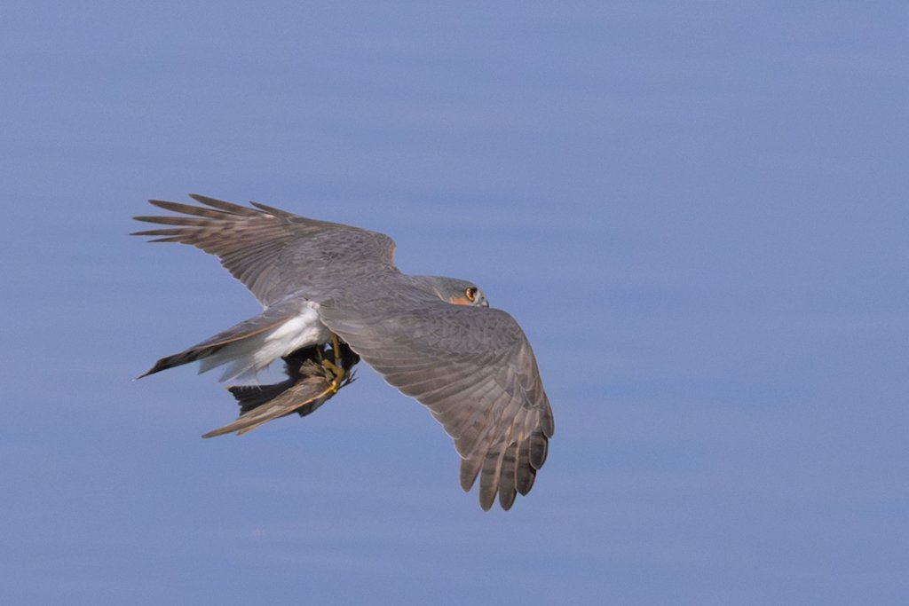 Sparrowhawk (wild with catch)