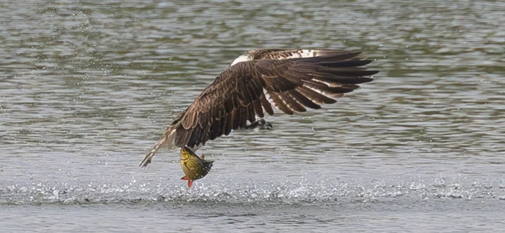 Osprey fishing (wild)