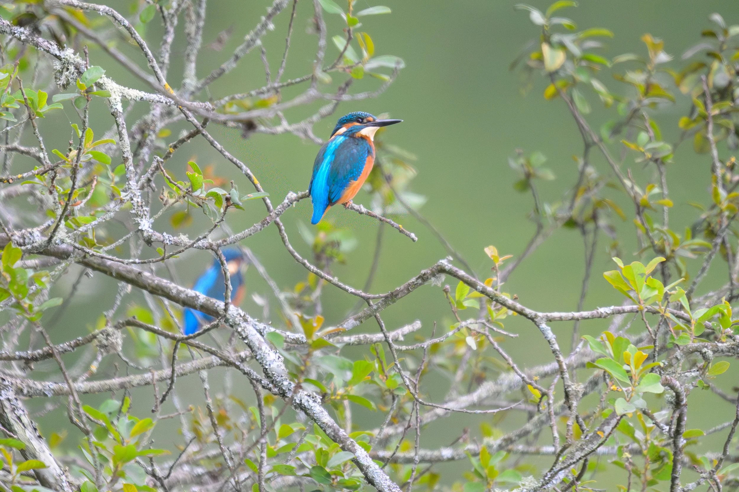 Kingfisher-3095.jpg