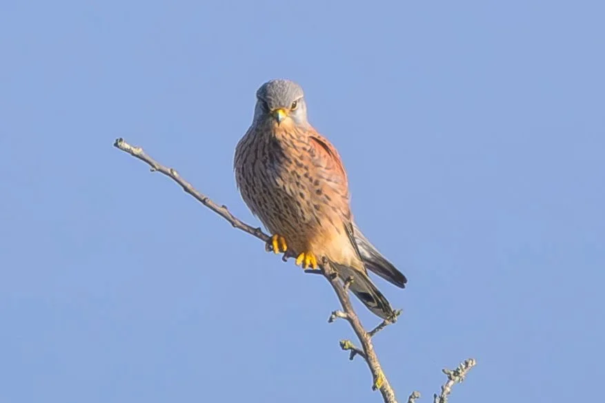 Kestrel (wild)