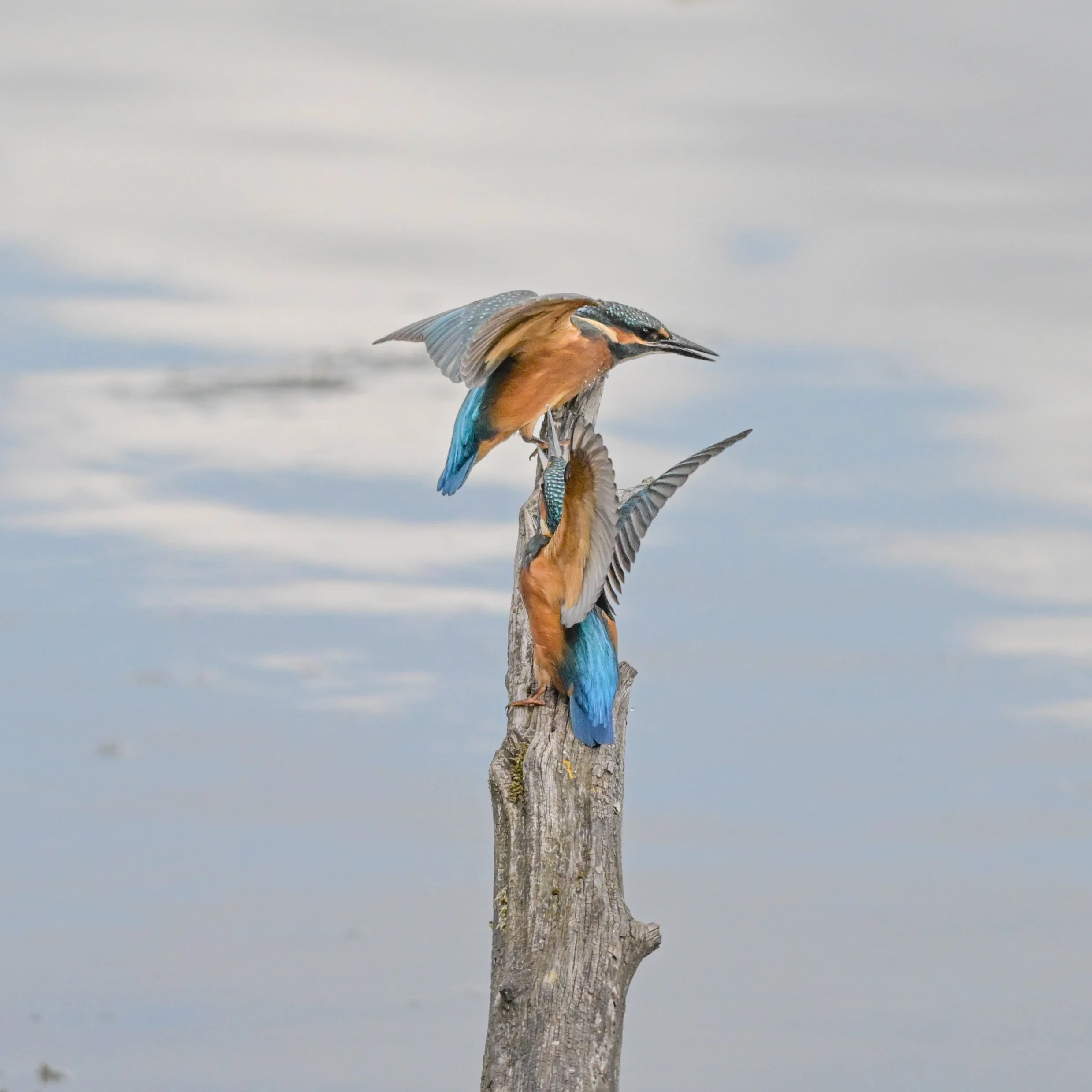 Kingfisher-5448.jpg