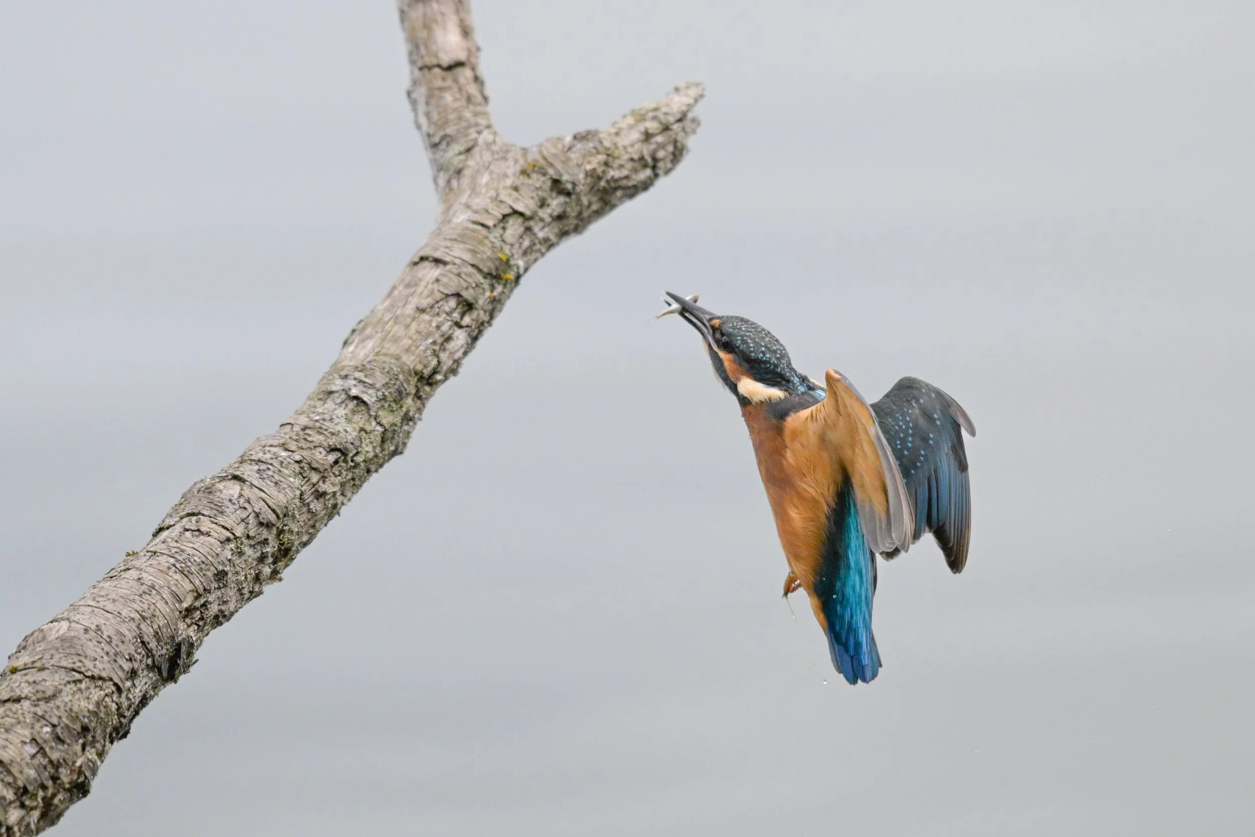 Kingfisher-6469.jpg