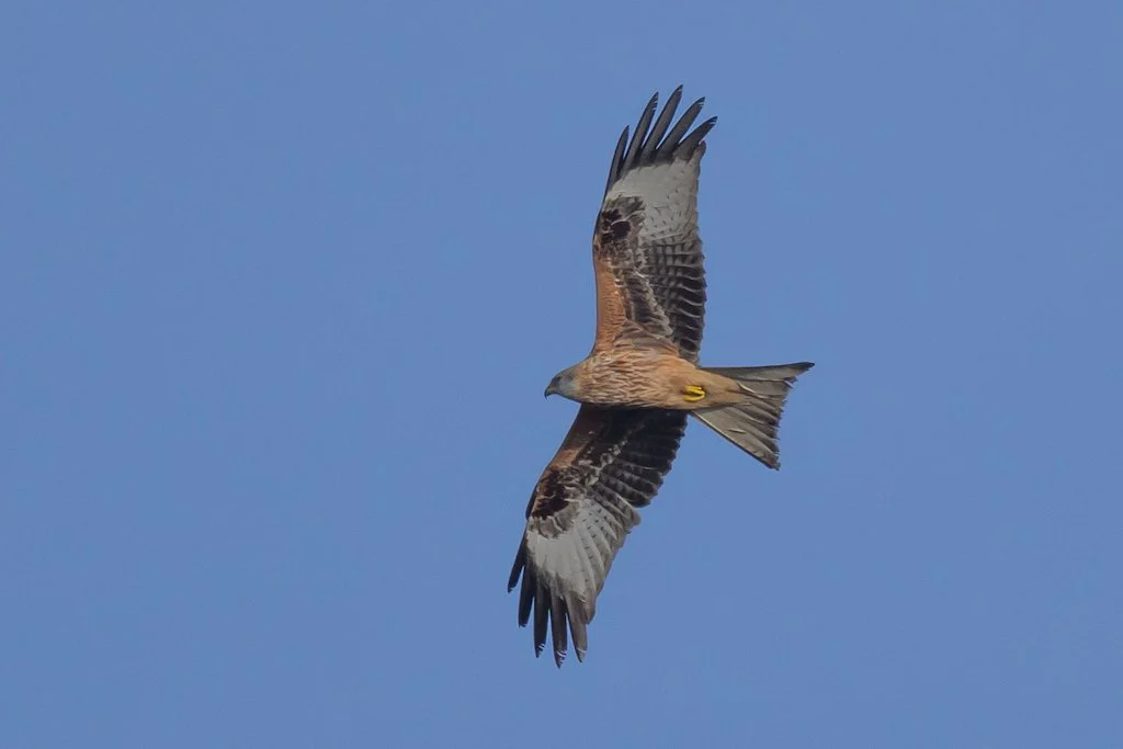 Red kite (wild)