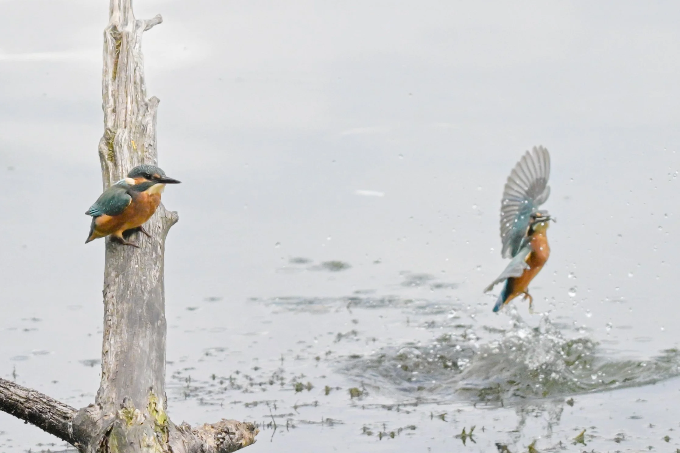 Kingfisher-4320.jpg