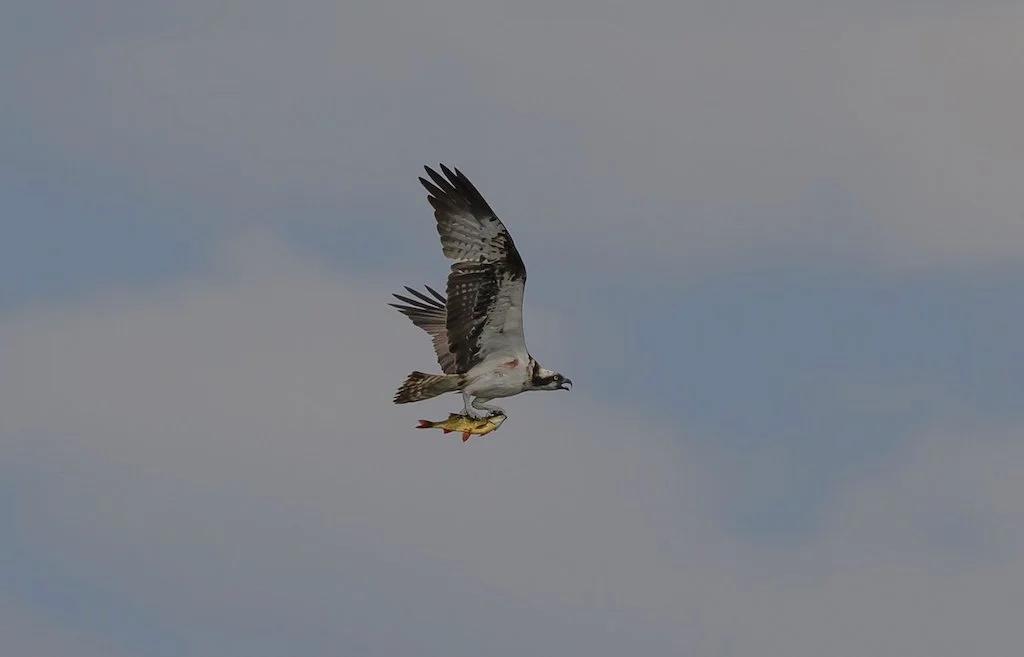 New birds or best birds - 4 of 9.jpeg