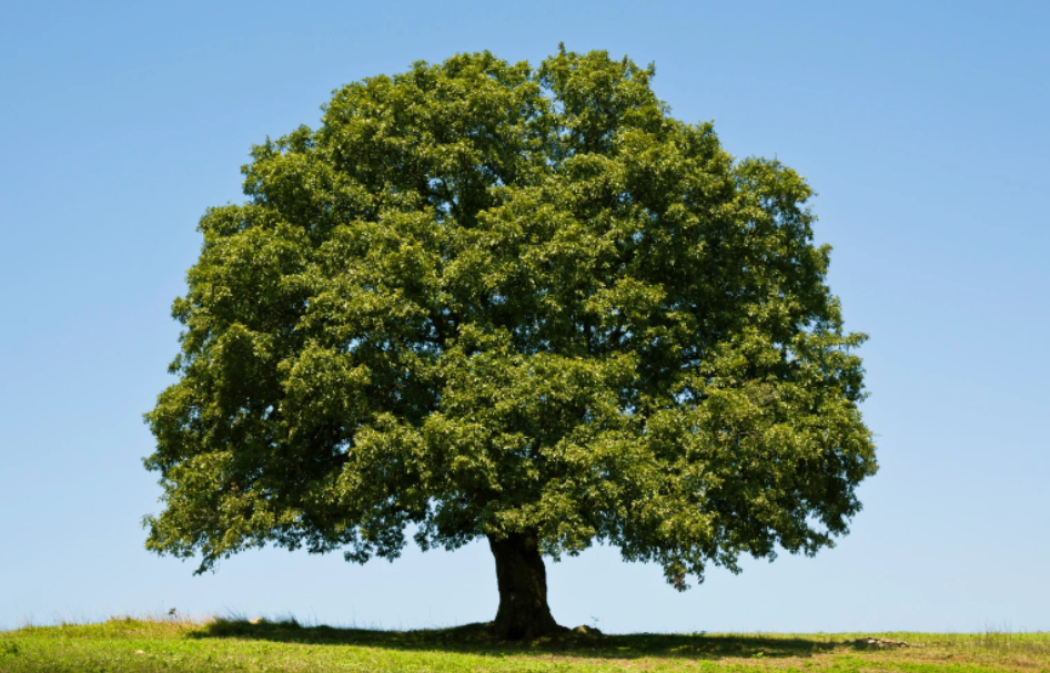 oak tree - 2.PNG