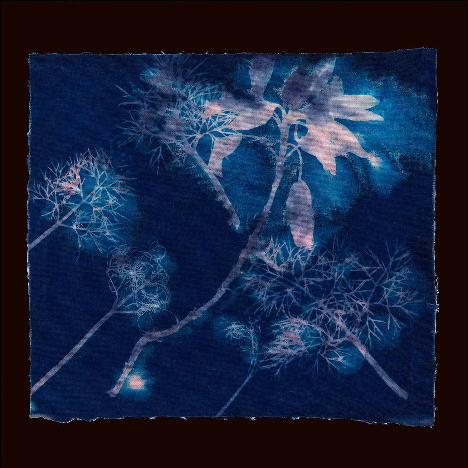Phytogram_Rosepetals05.jpg