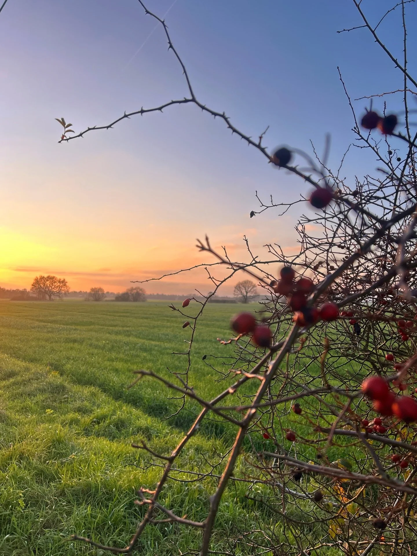 A few pretty ones from December, I&rsquo;ll be back to paint samples before you know it! 
Hope you all had a lovely Christmas and some of you are still enjoying a break from work. 😌

#december #2025 #frostydays #winterwalks #countryhome