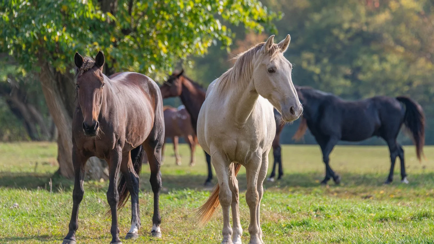 Horse Boarding Near Chicago Over 400 Acres of Trails — BrighterDaze Farms
