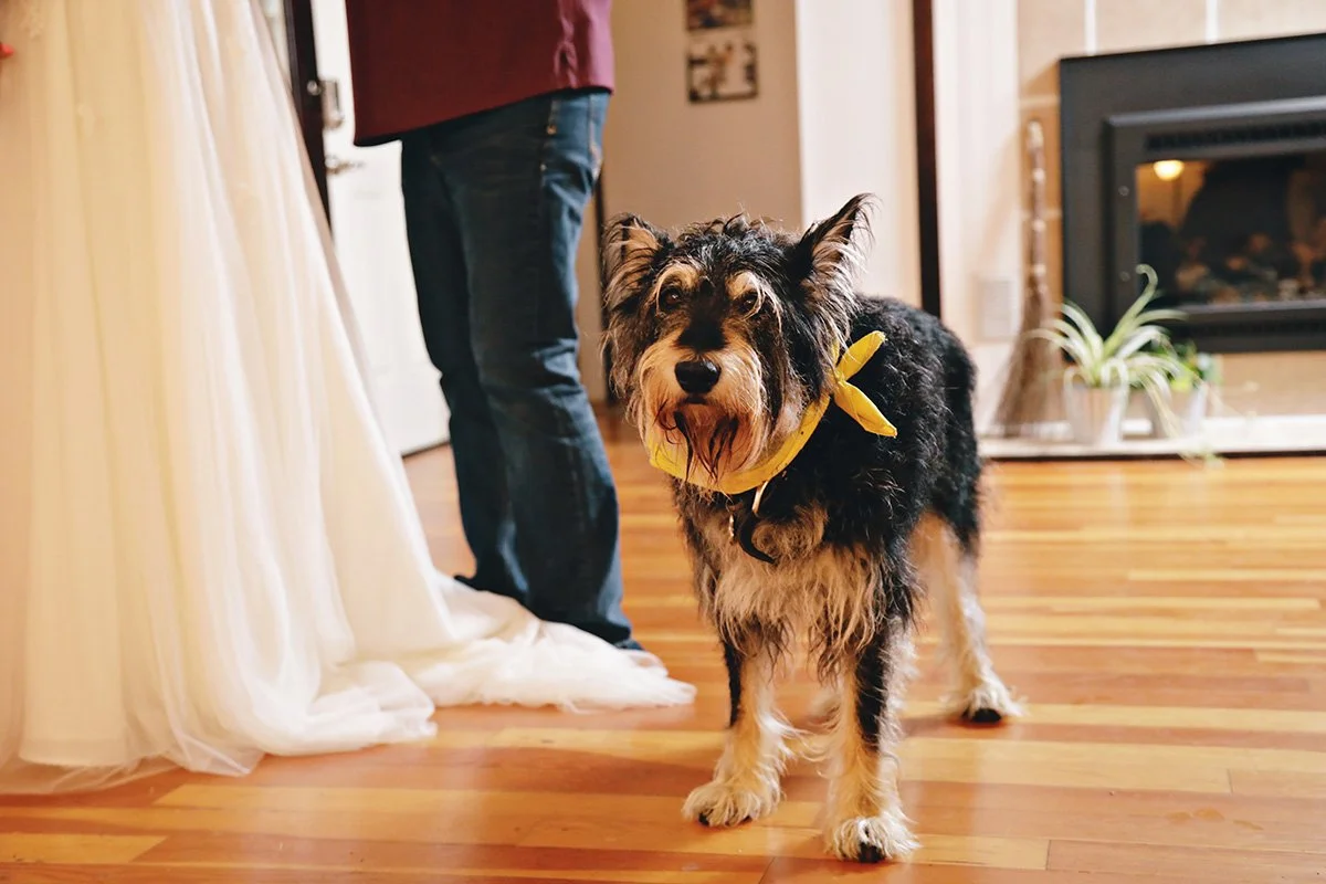 The bow tie. The look. The absolute confidence. 🐾 Meet Buddy, who took his role in the wedding party very seriously. Pets are family &mdash; and family belongs at Cascadia Meadows. 

We can't wait to celebrate your story!

#cascadiameadows #whidbeyw