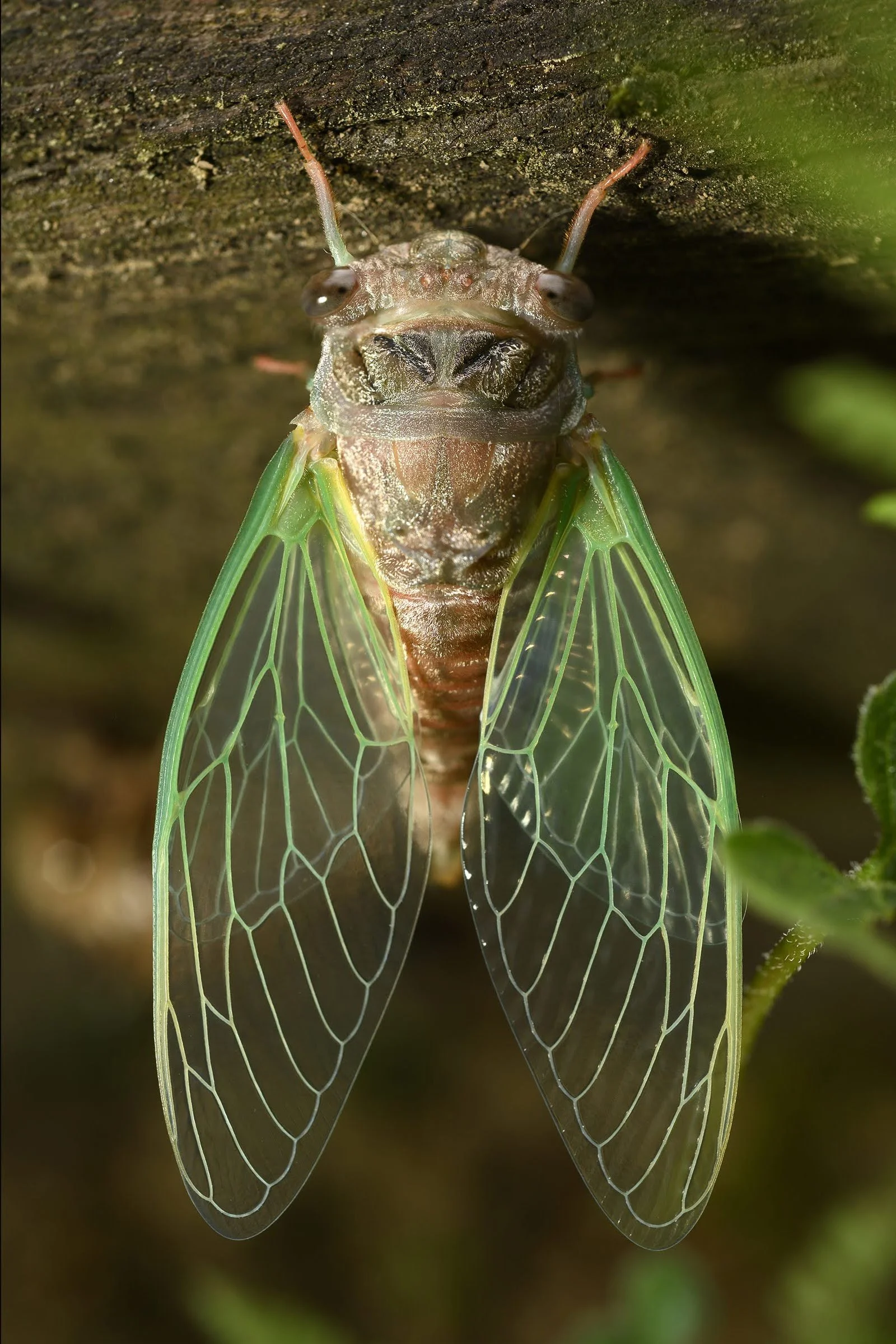Cicada Square.jpg