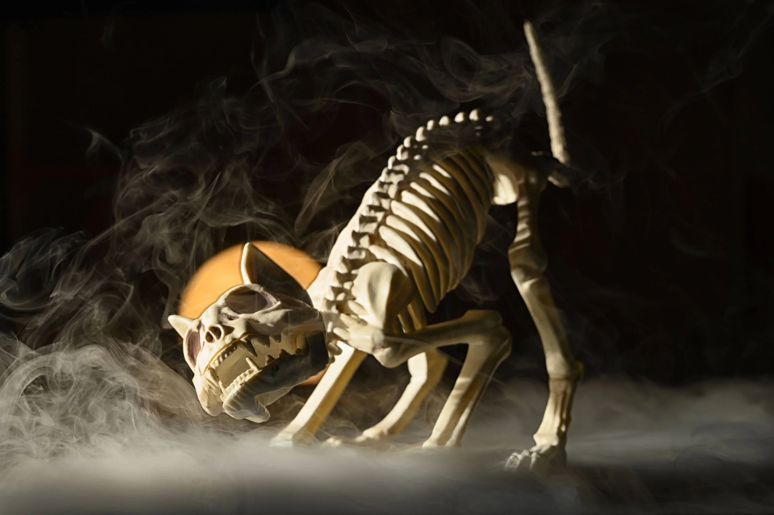 Misty Cat Skeleton.jpg