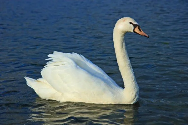 A serene swan on the water