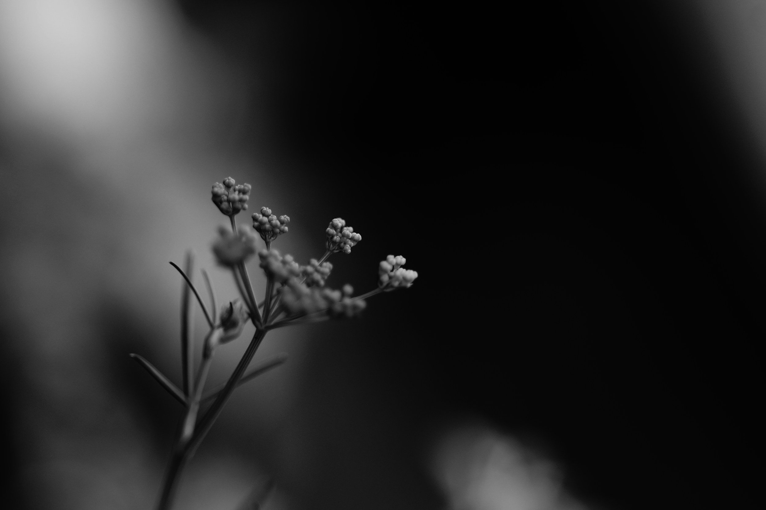 Fleurs petites et délicates en noir et blanc, avec un fond flou sombre.