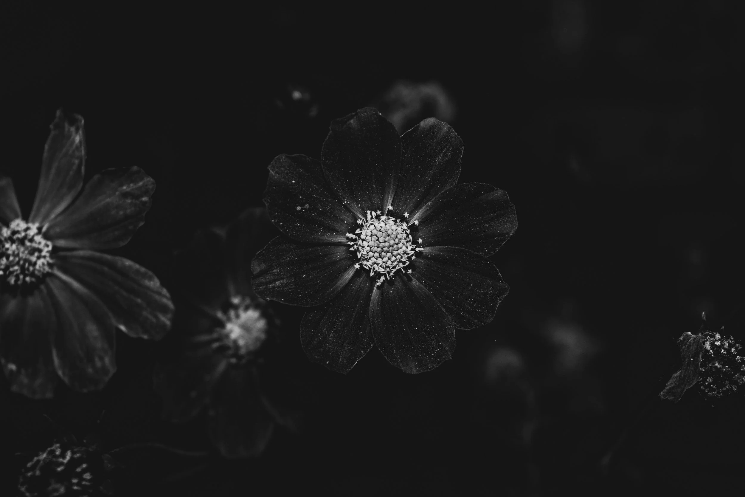 Fleurs noires en gros plan sur fond sombre, en noir et blanc.