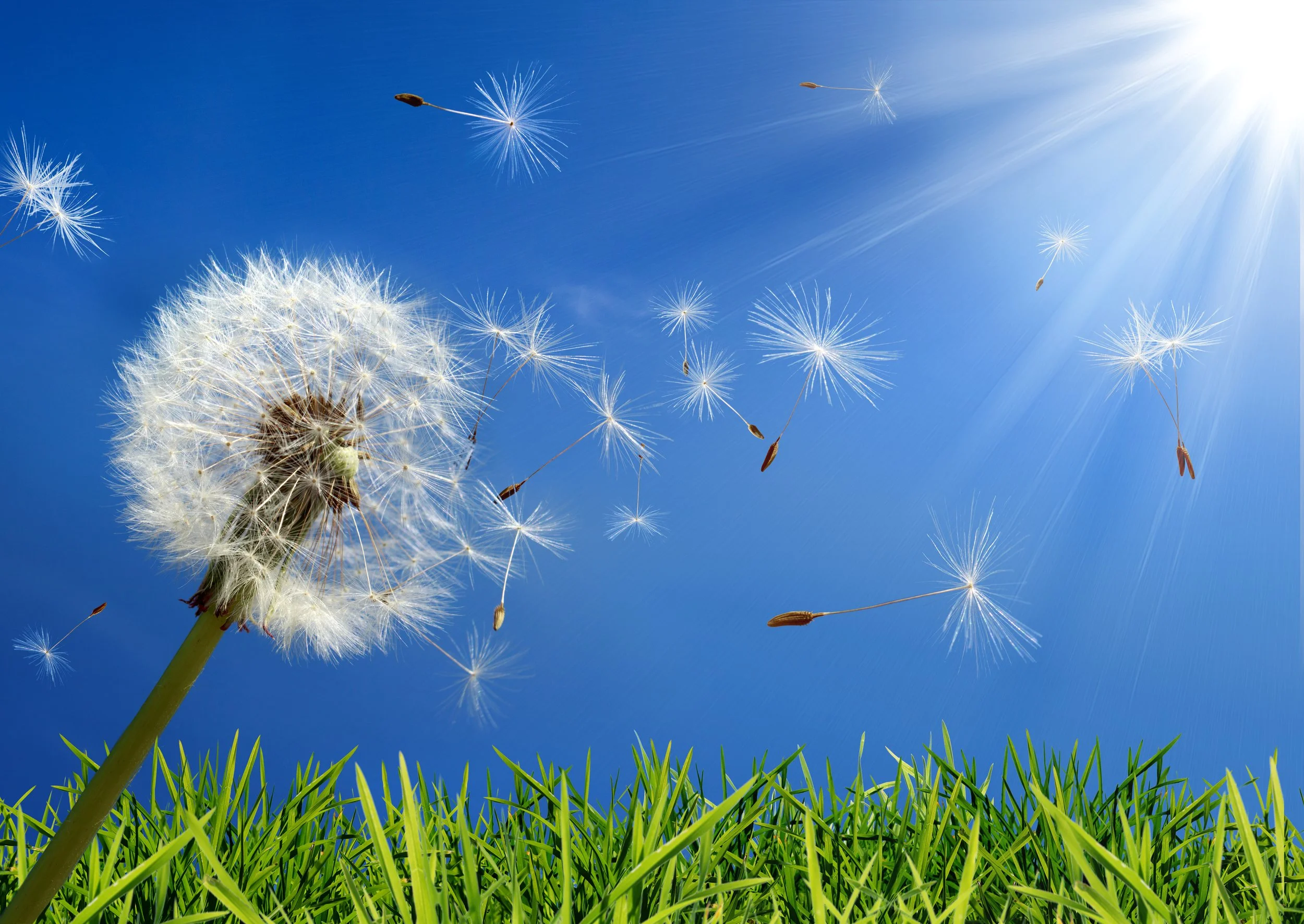 Dandelion seeds blowing in the wind against a blue sky with sun rays, above a grassy field.