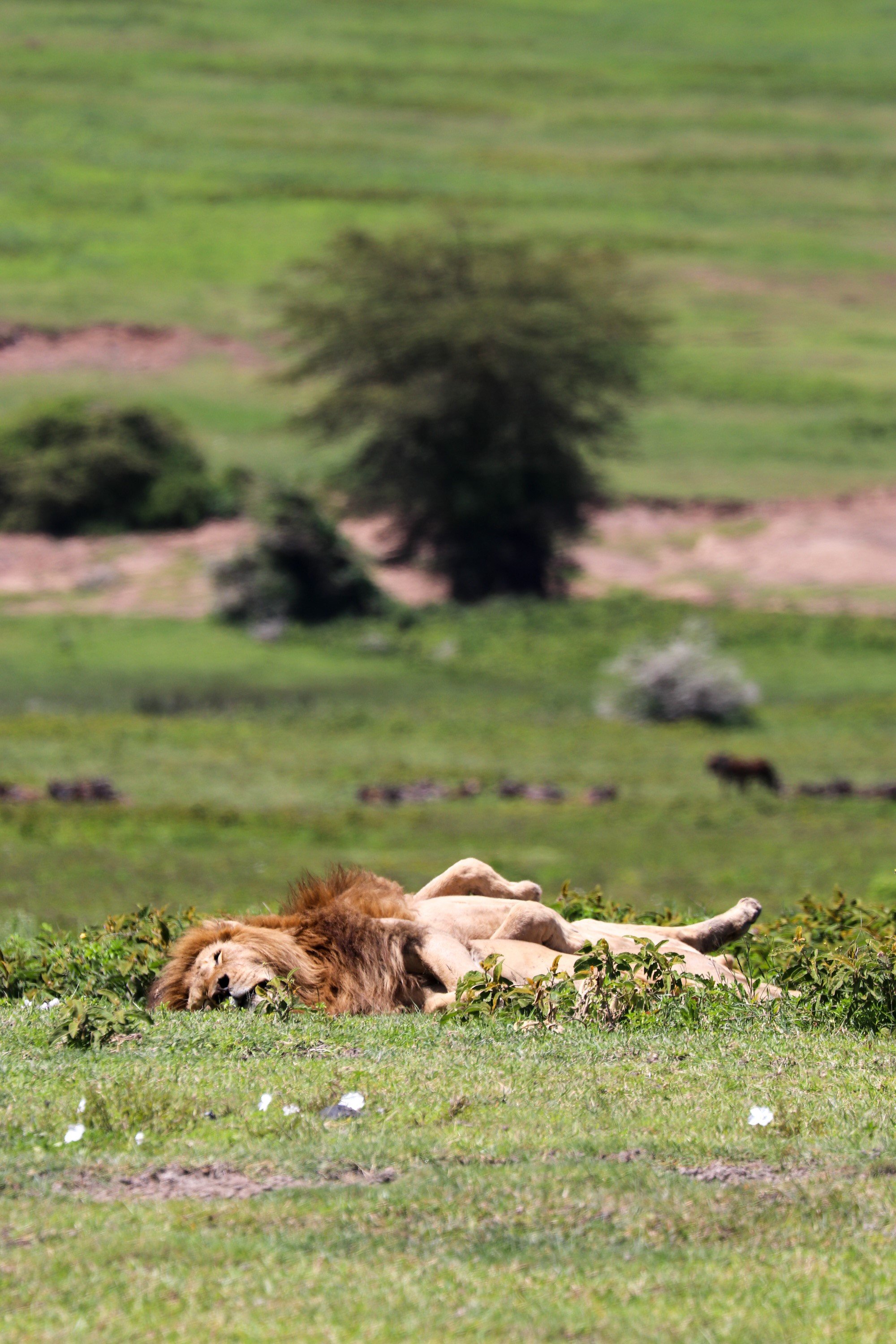 image_lions.jpg