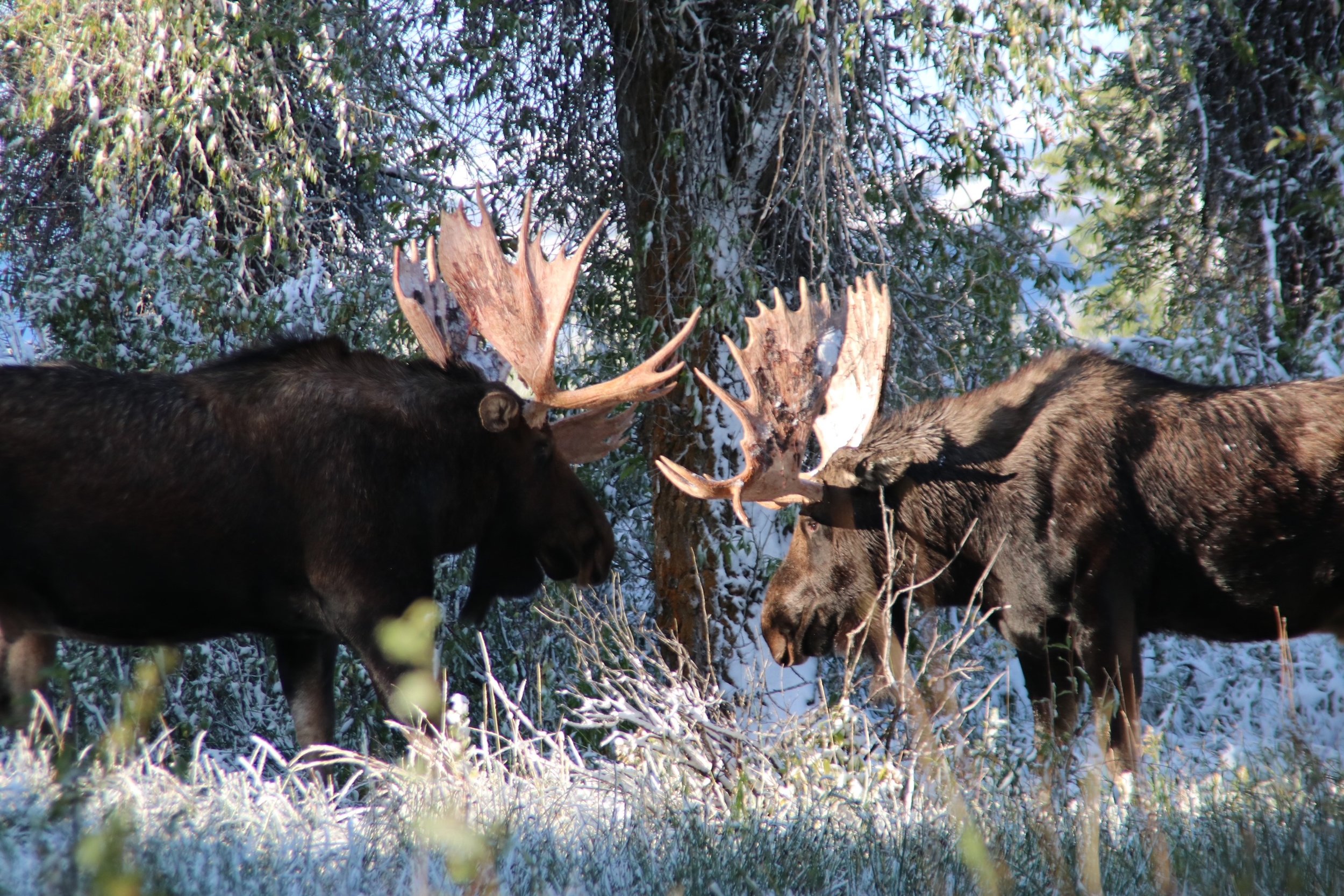 image_moose.jpg