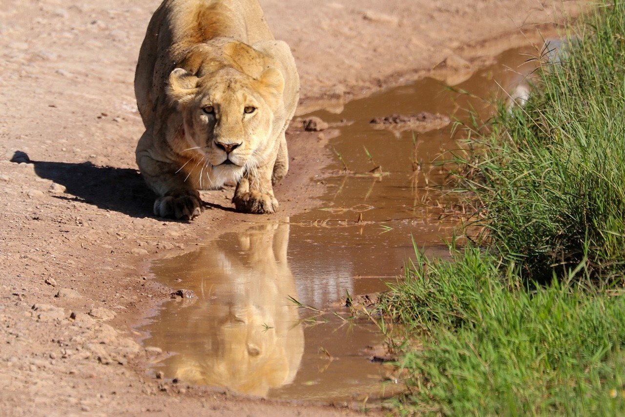 image_lion.jpg