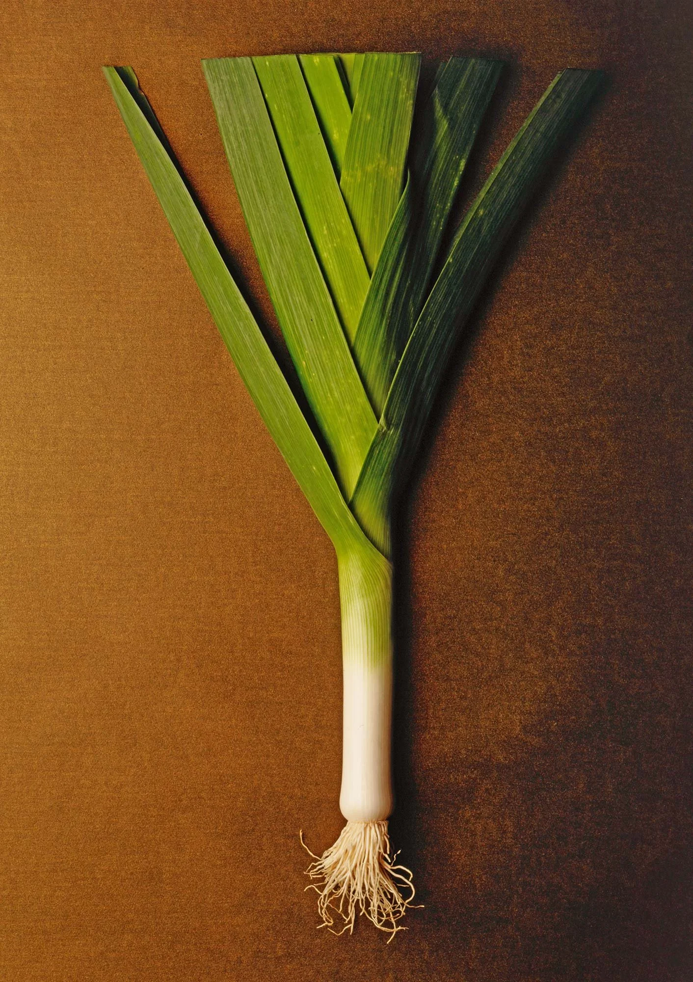 Leek.jpg