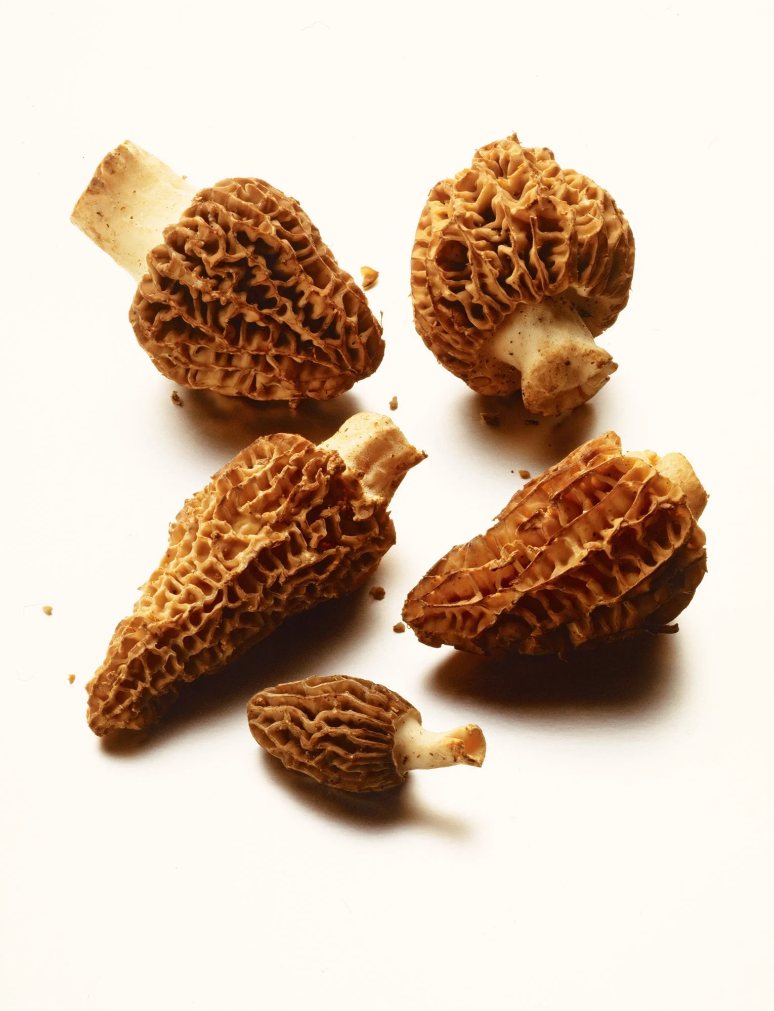 Morel Mushrooms.jpg