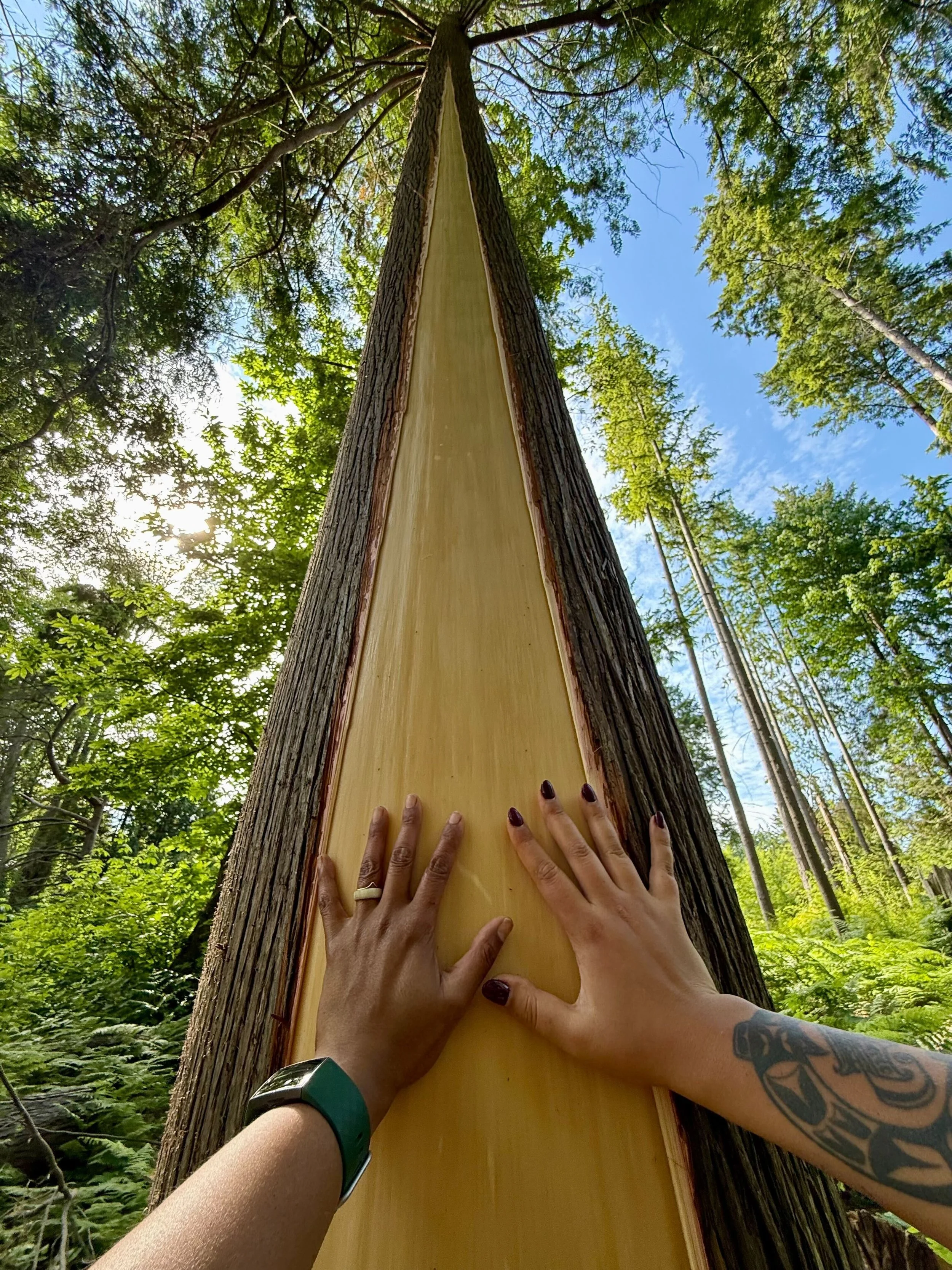 Tsúyun súkw'em - Peeling cedar bark