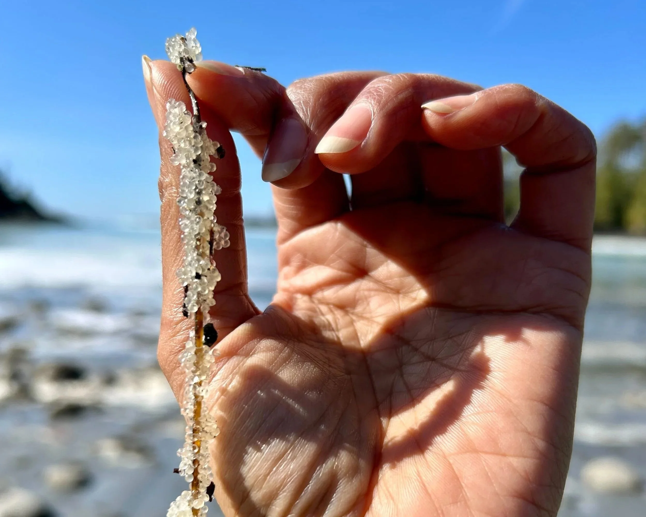 &nbsp;Tem lhawt’: Time to Feast&nbsp;