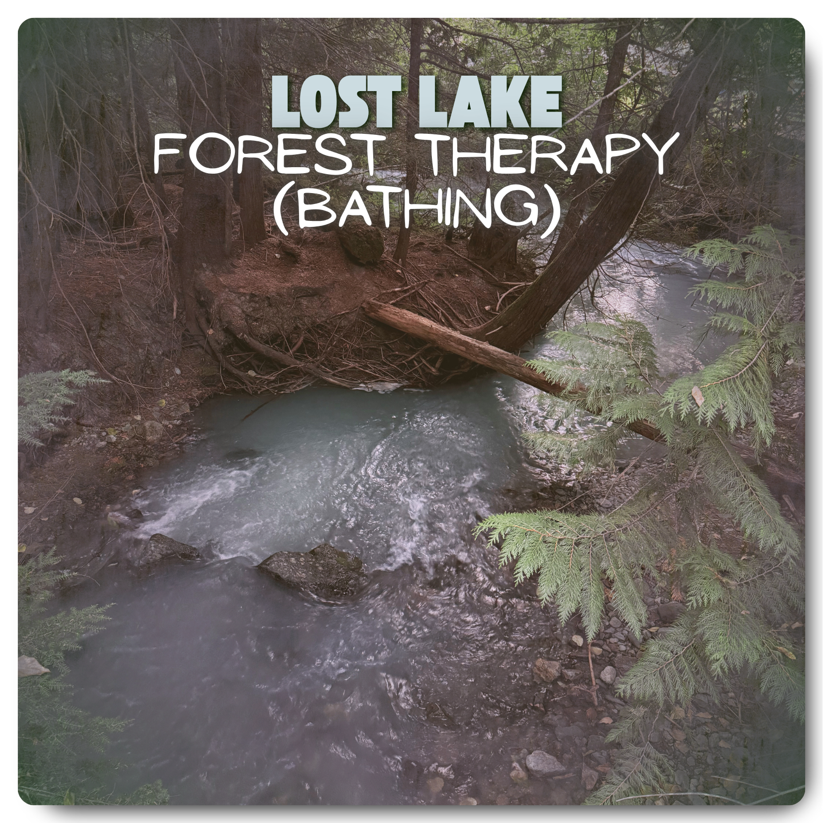 Forest Therapy (Bathing)
