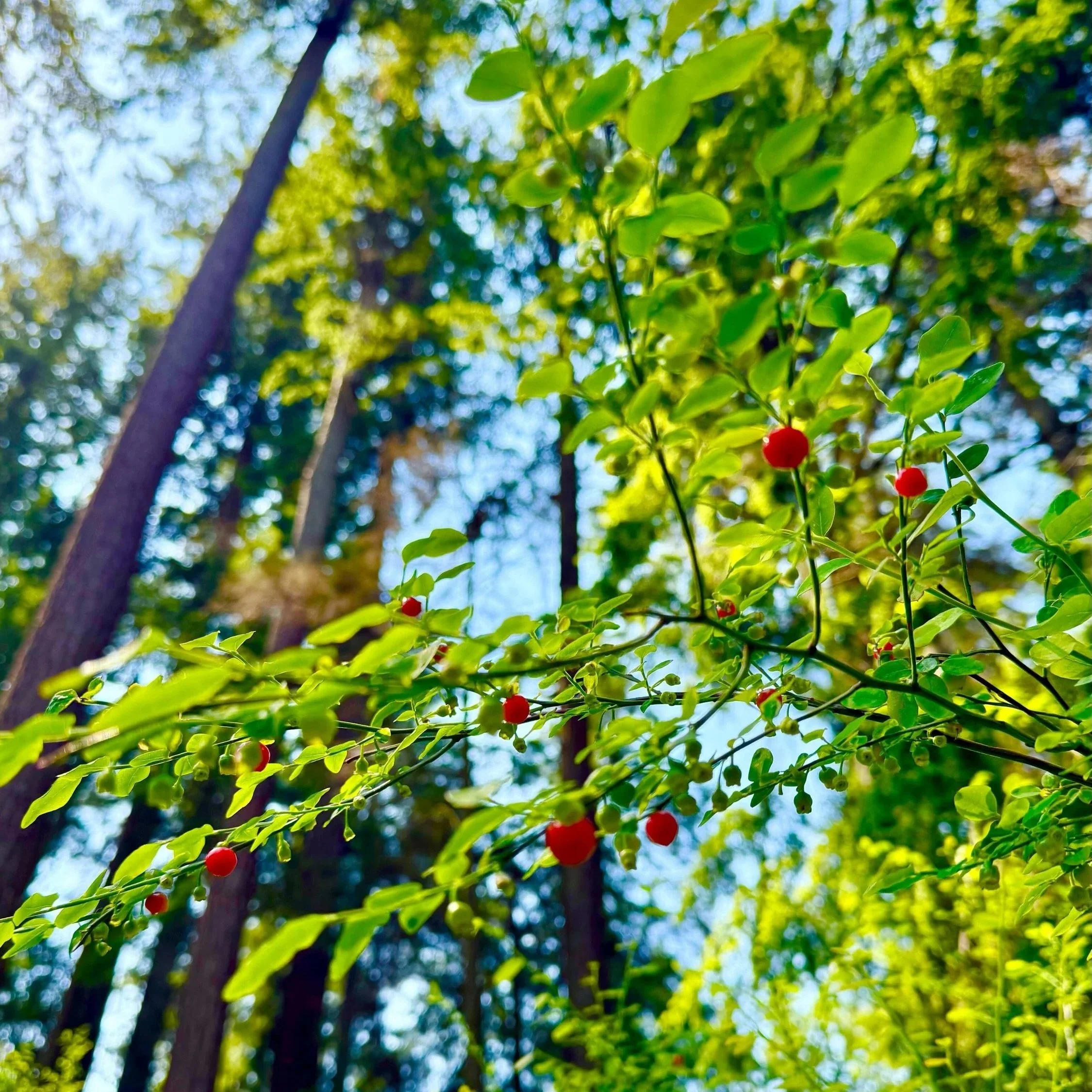 sḵw'eḵwchsáy — Huckleberry: Grandmother, Teacher, and Gift