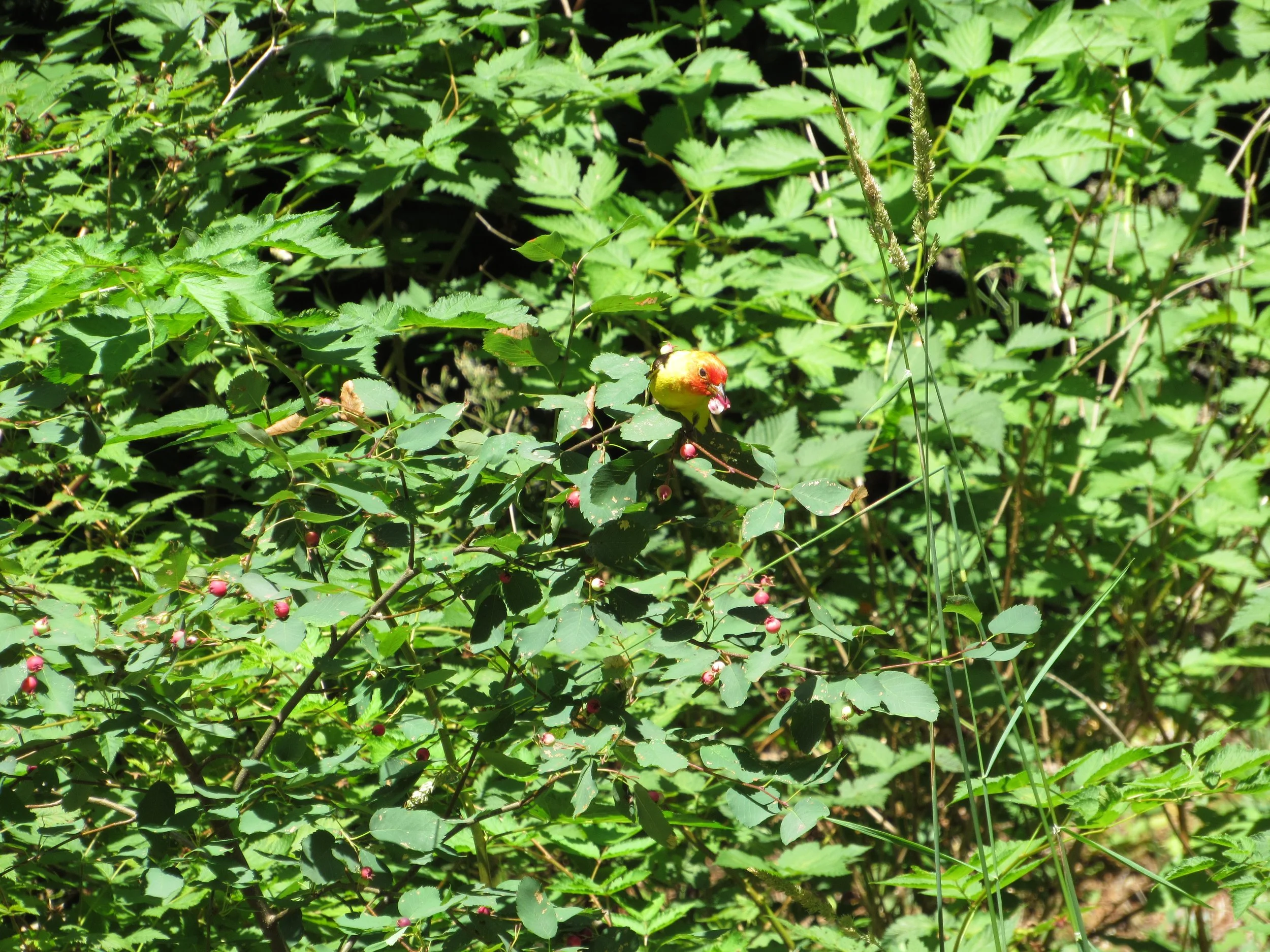 A yellow bird with an orange face perched on a leafy shrub with pink berries among green foliage, in a sunny outdoor setting.