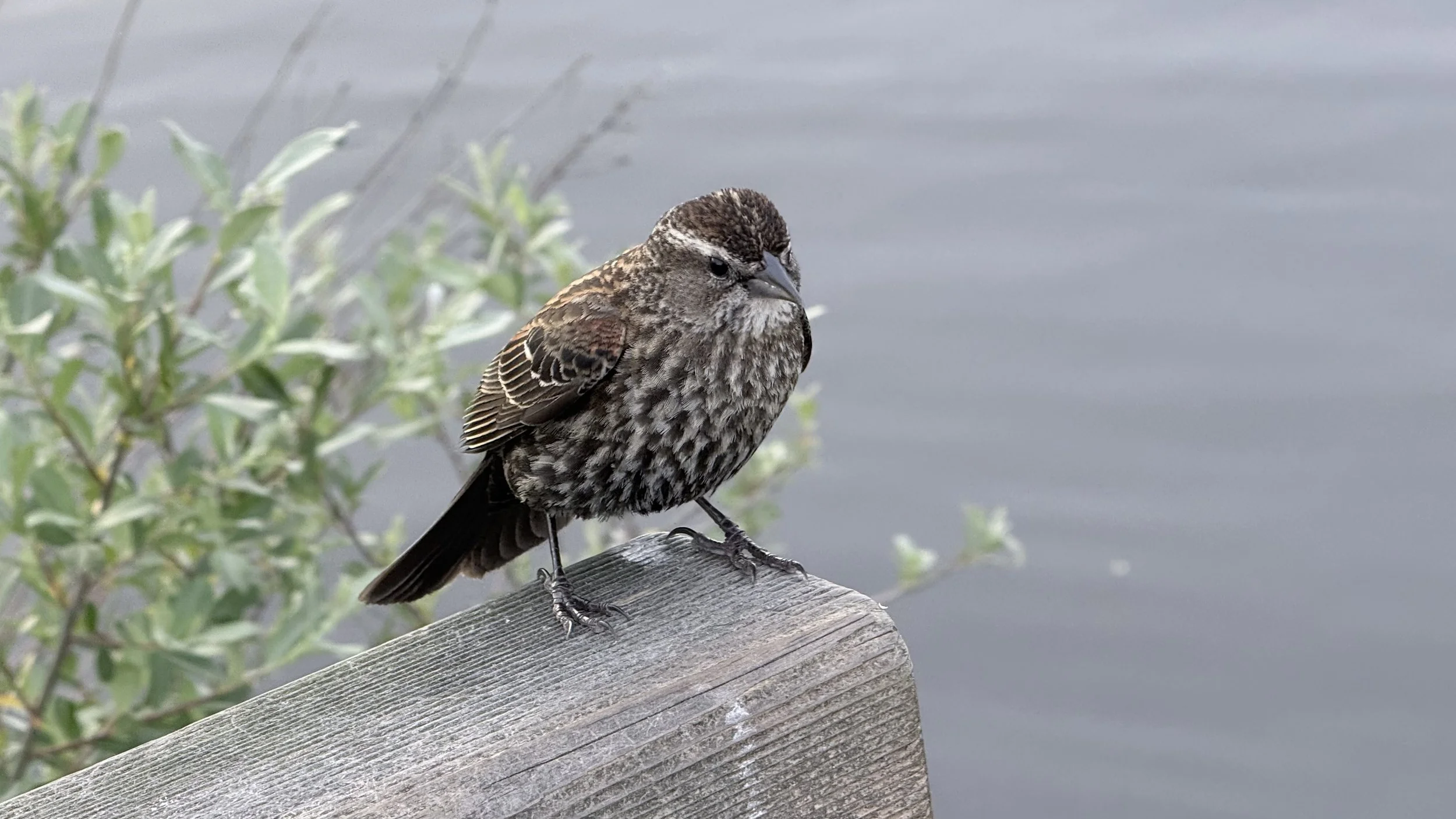 In Relation: Bird and Plant Relatives