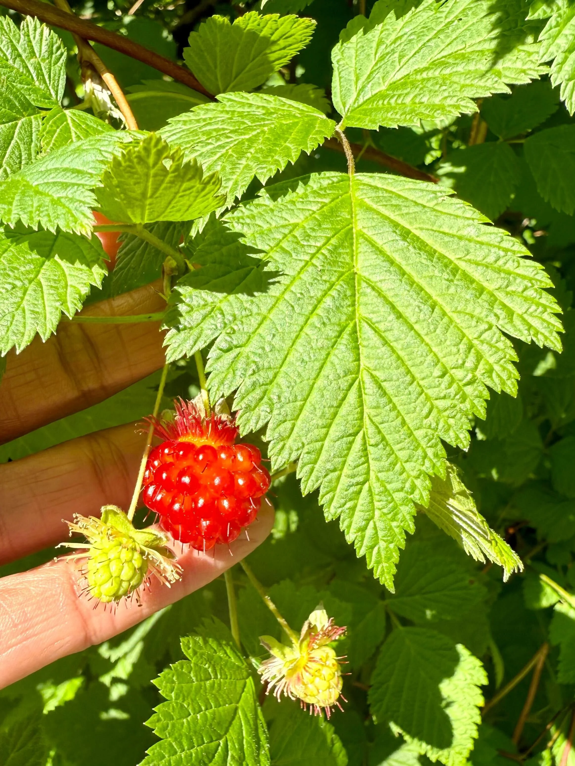 Speaking on our Salmonberry