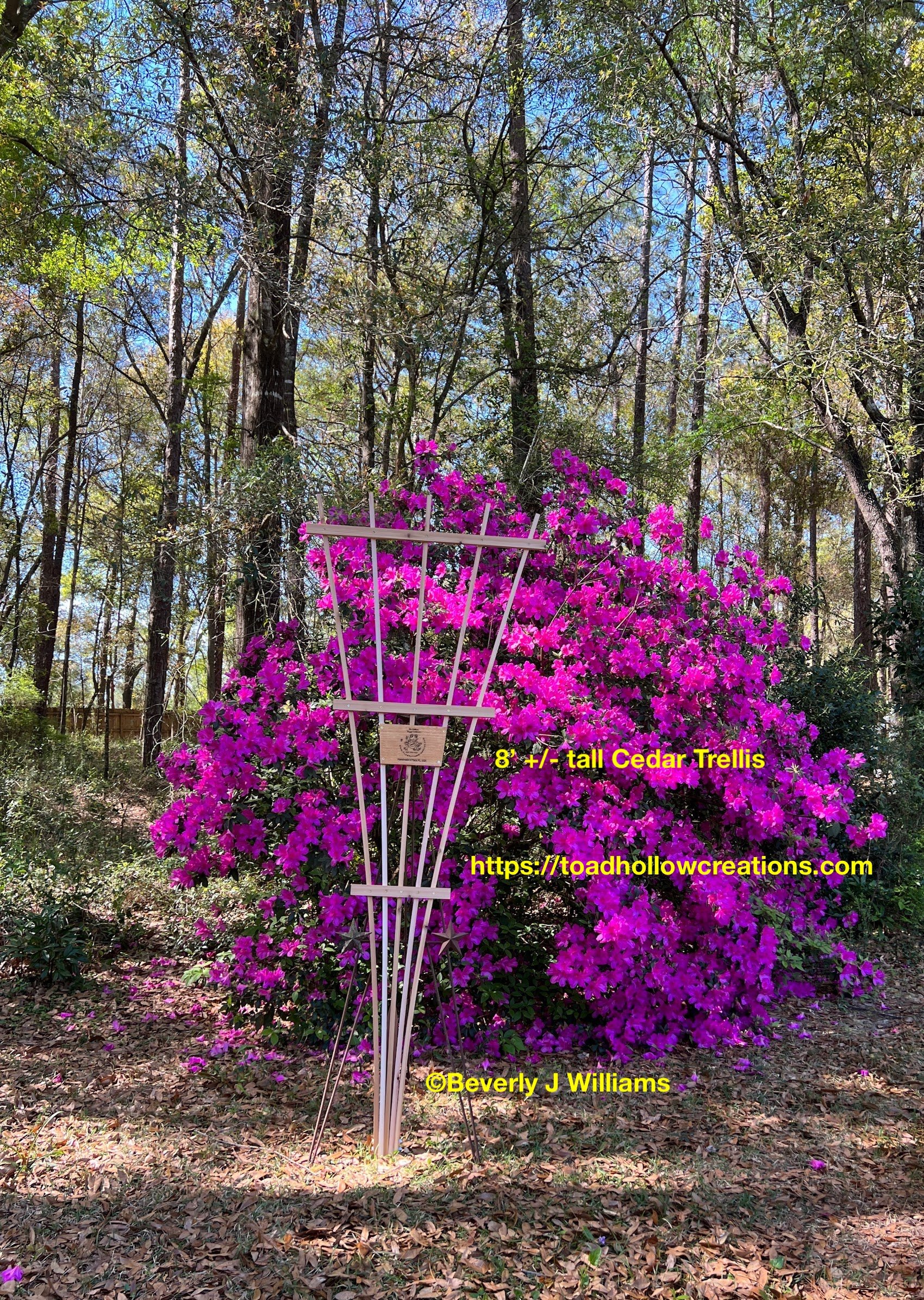 8' Cedar Trellis.jpg