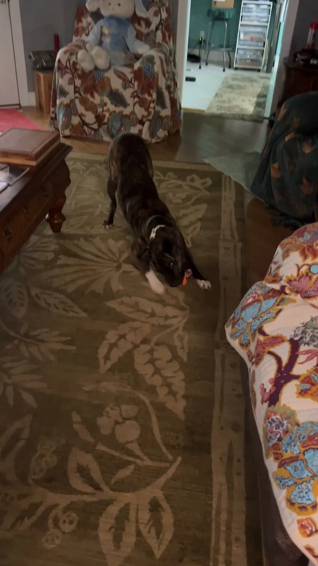 A black and brown dog playing on a floral patterned carpet in a living room with furniture and a doorway leading to a kitchen.
