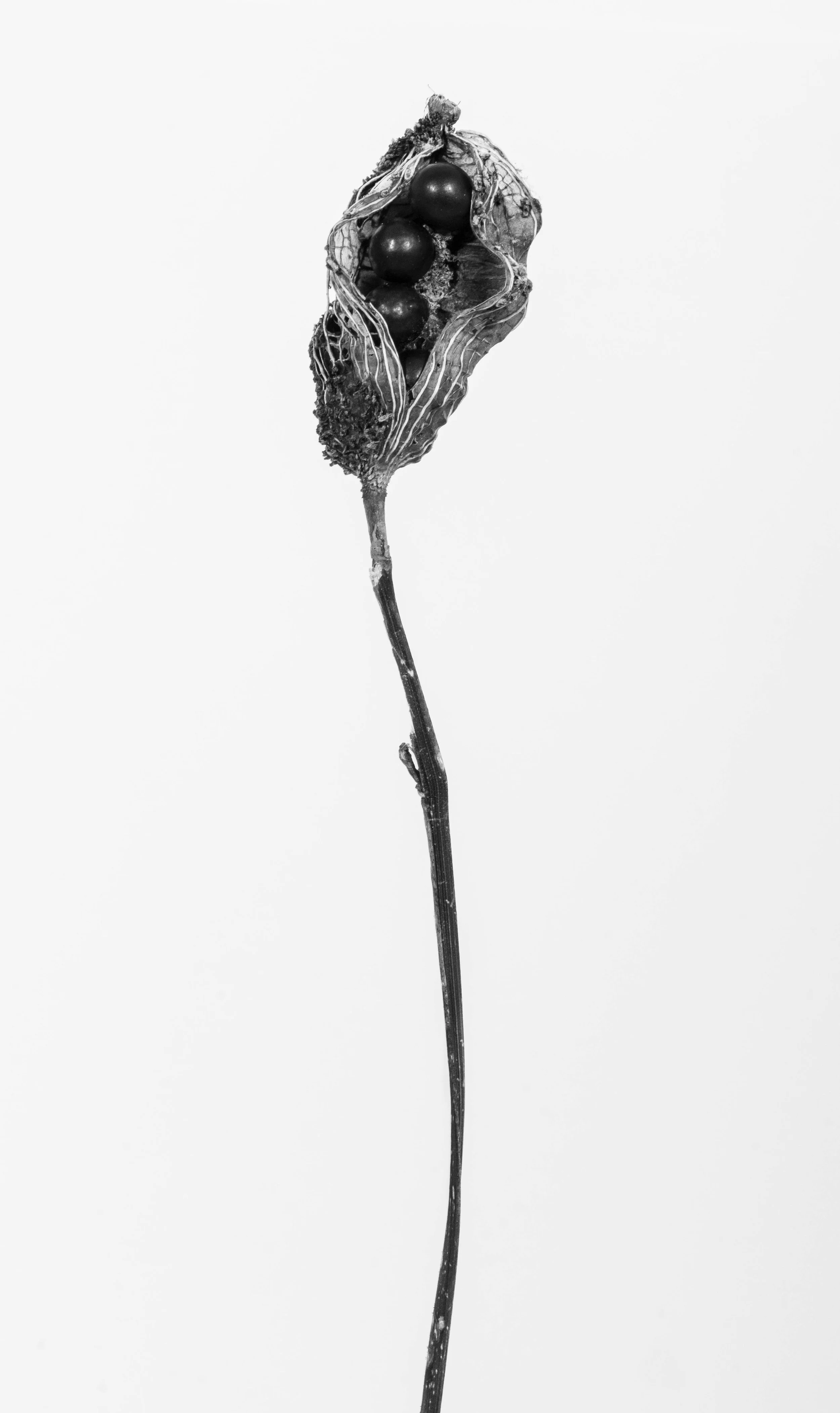 Indian shot, Canna indica