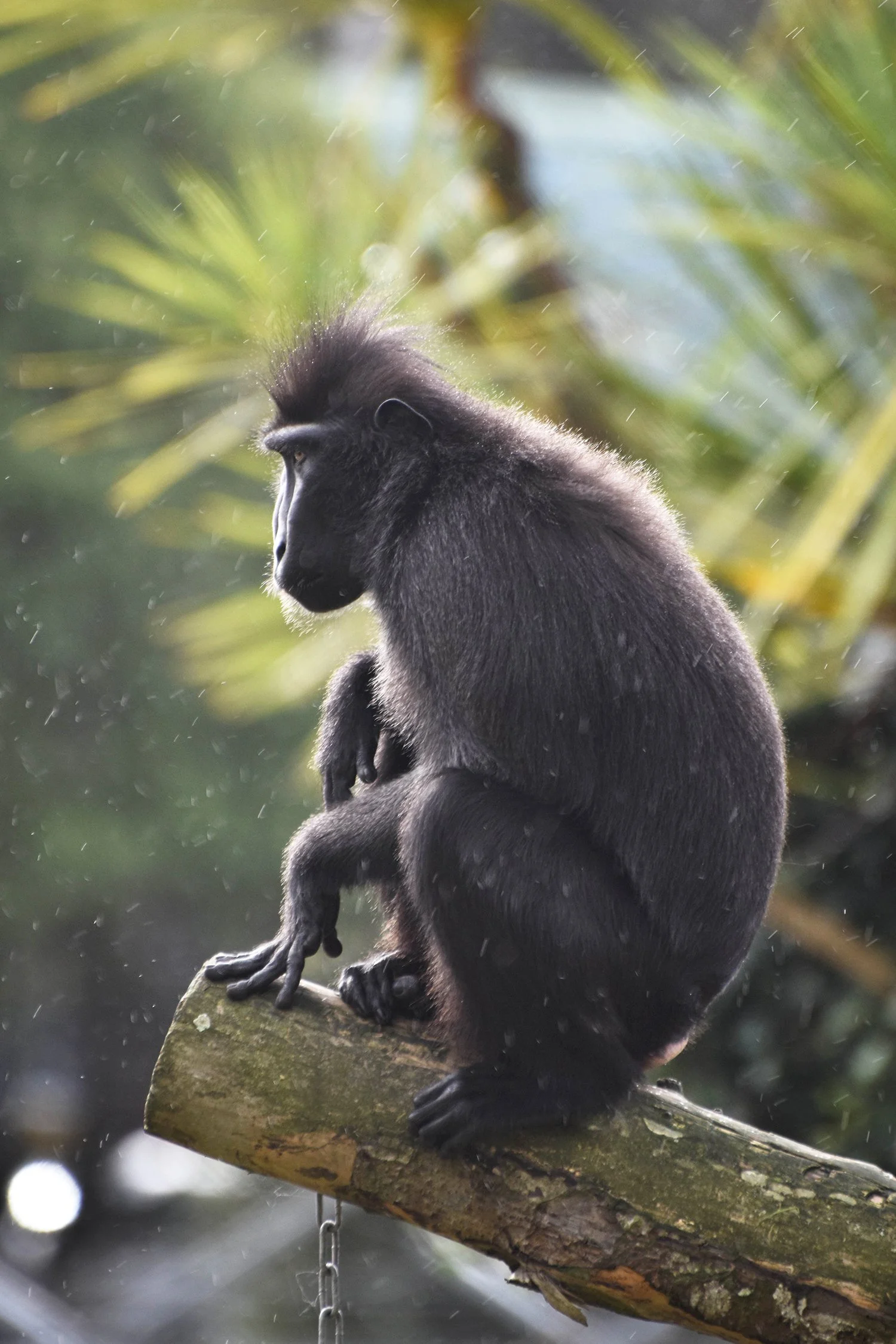 Primates in Peril