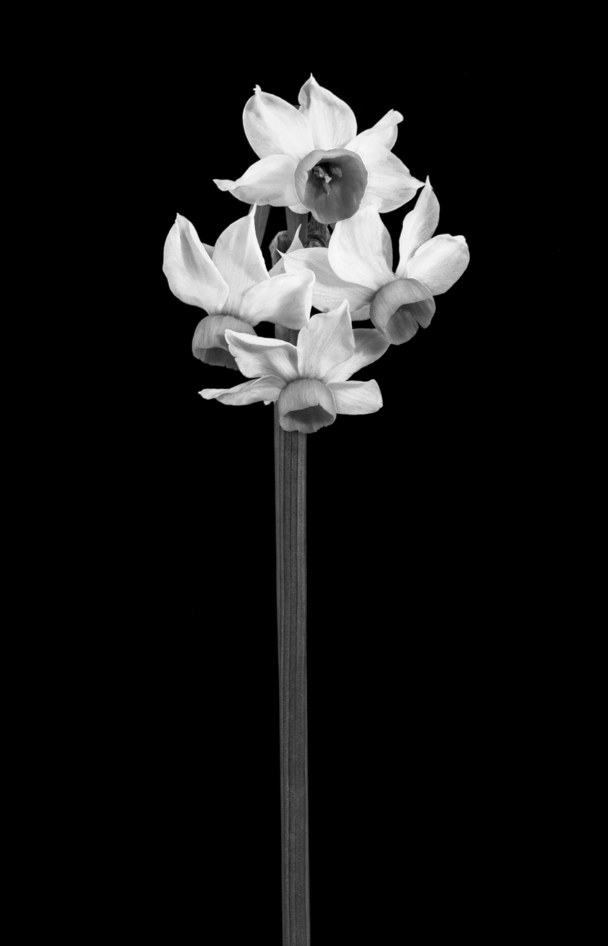 Chinese sacred lily, Narcissus tazetta