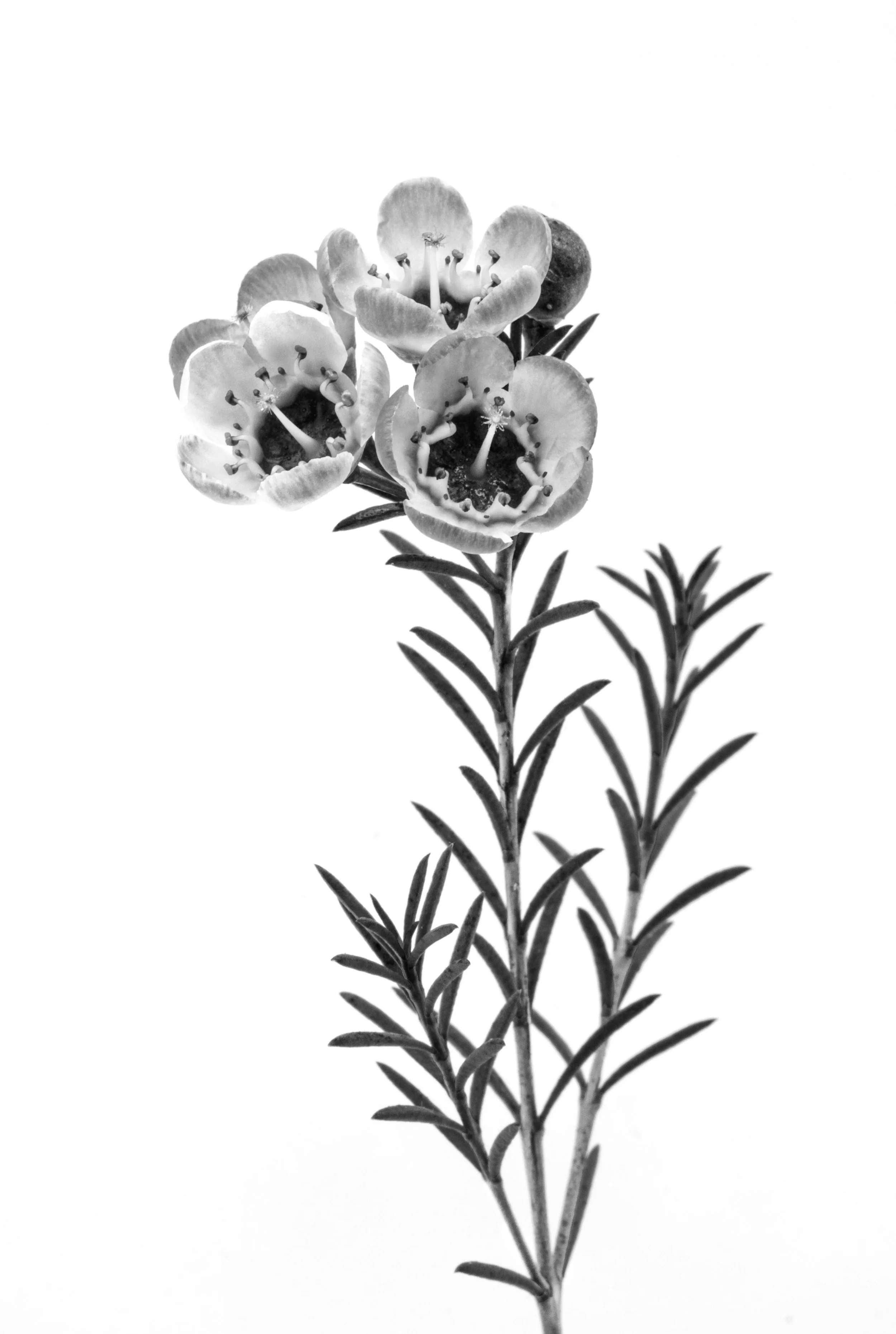 Broom tea-tree, Leptospermum scoparium