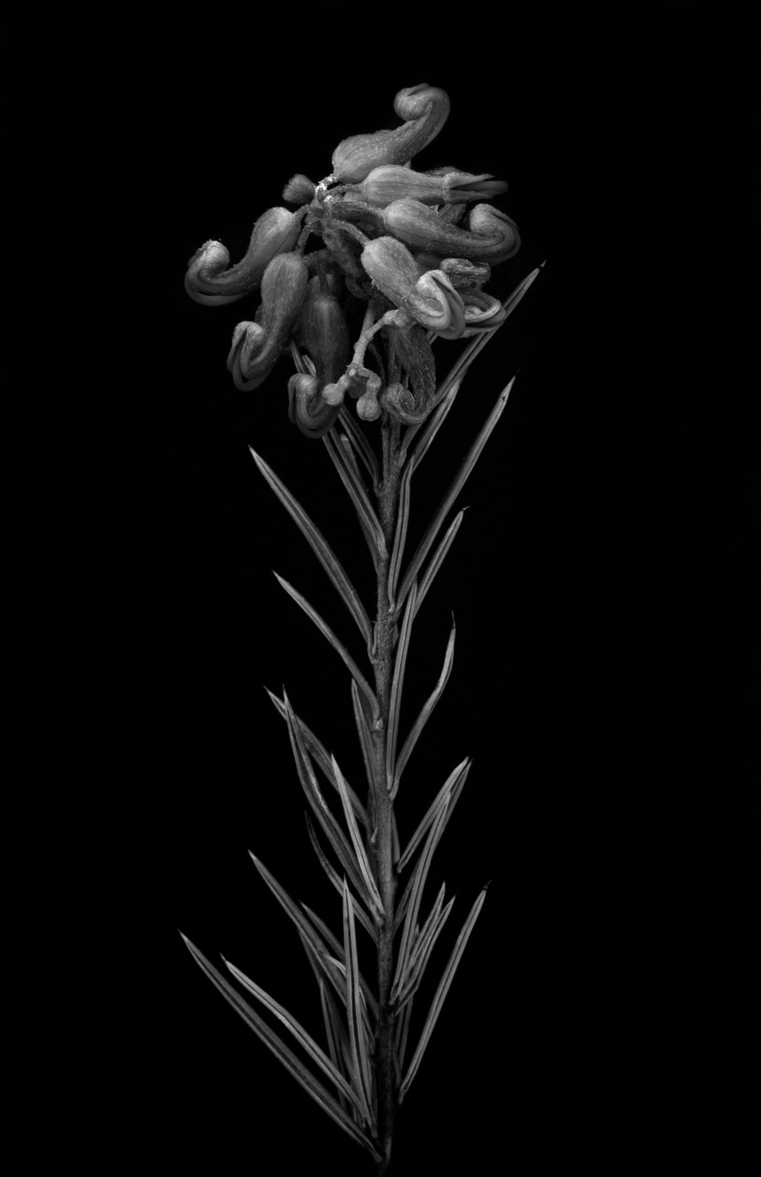 Silky hakea, Hakea sericea