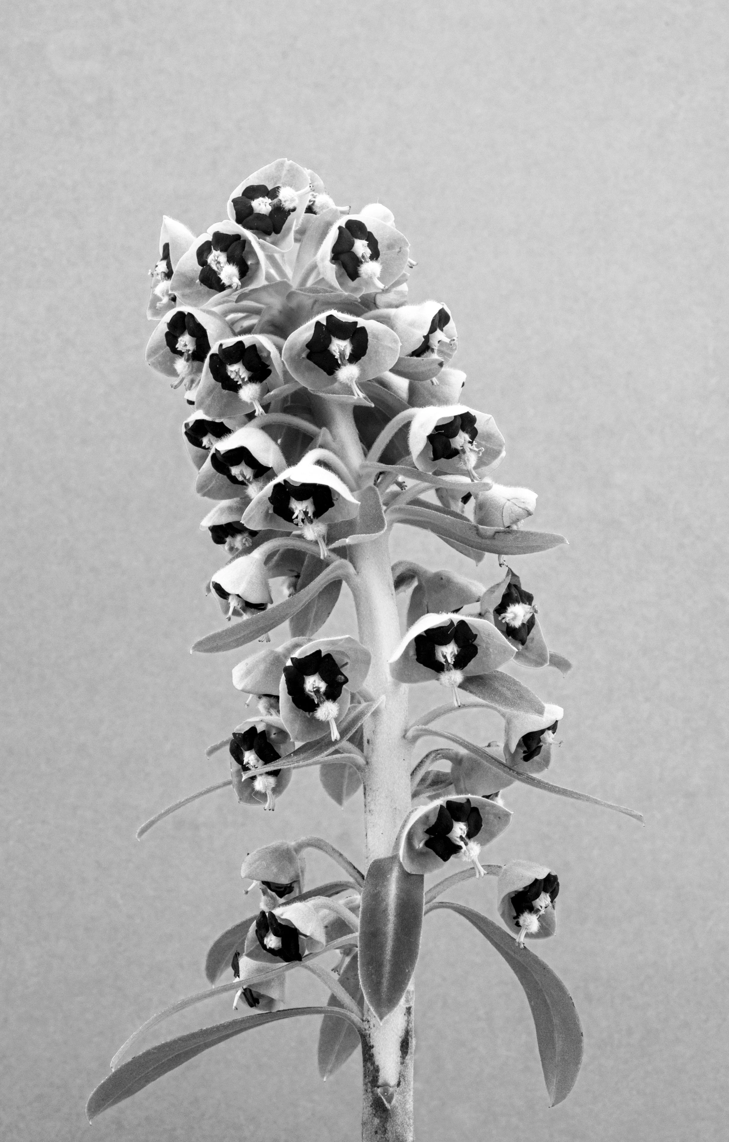 Mediterranean spurge, Euphorbia characias