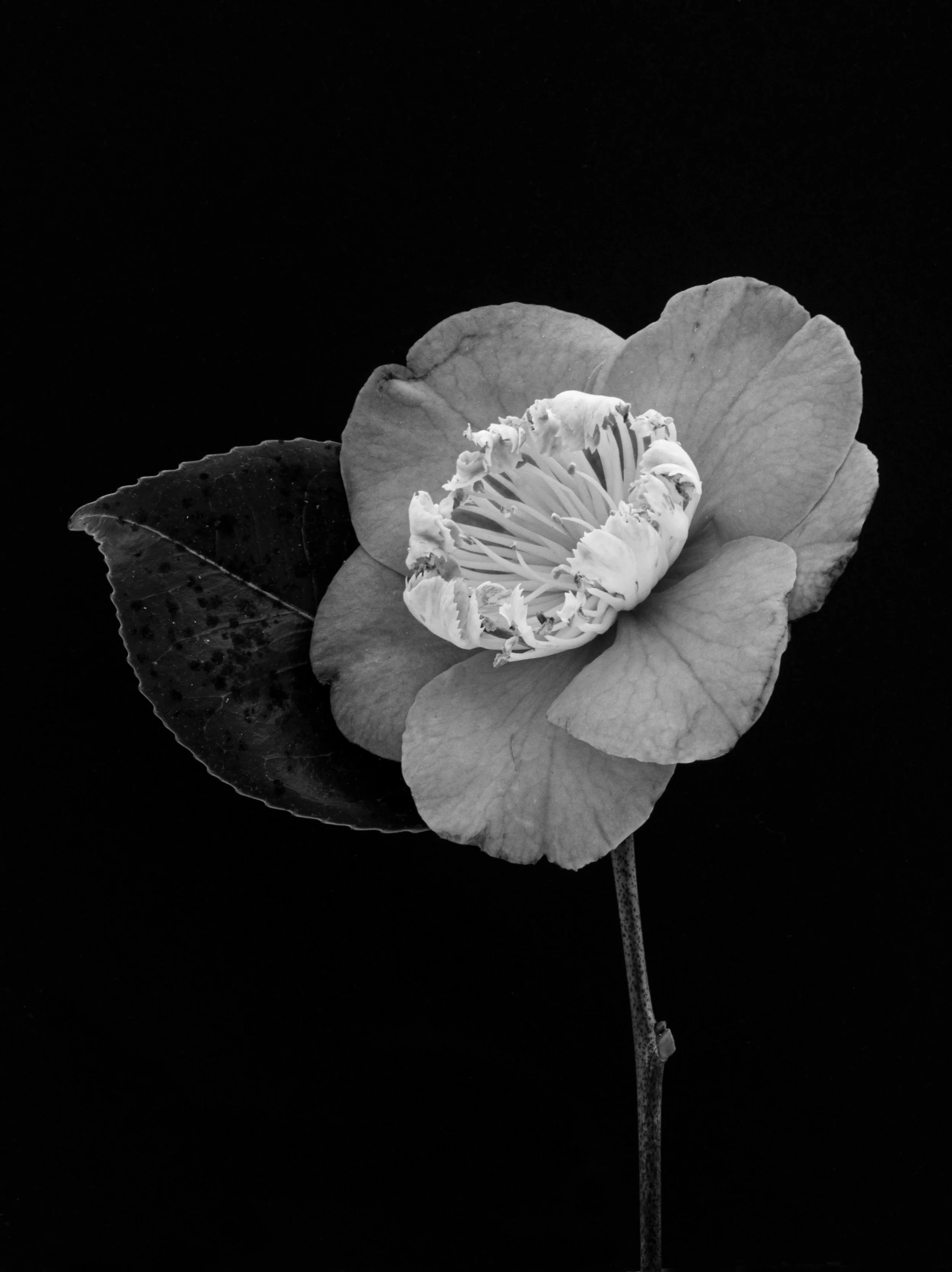 Japanese camellia, Camellia japonica