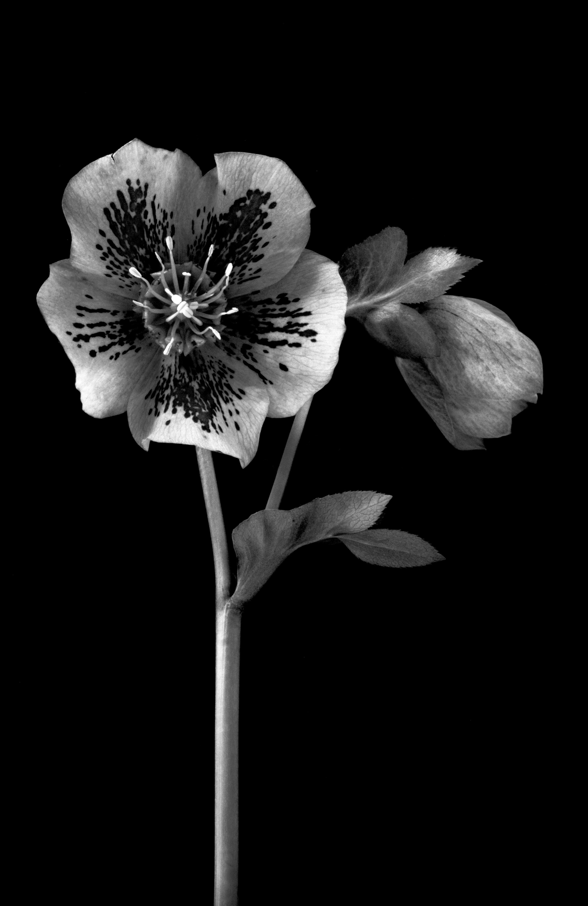 Lenton rose, Helleborus 